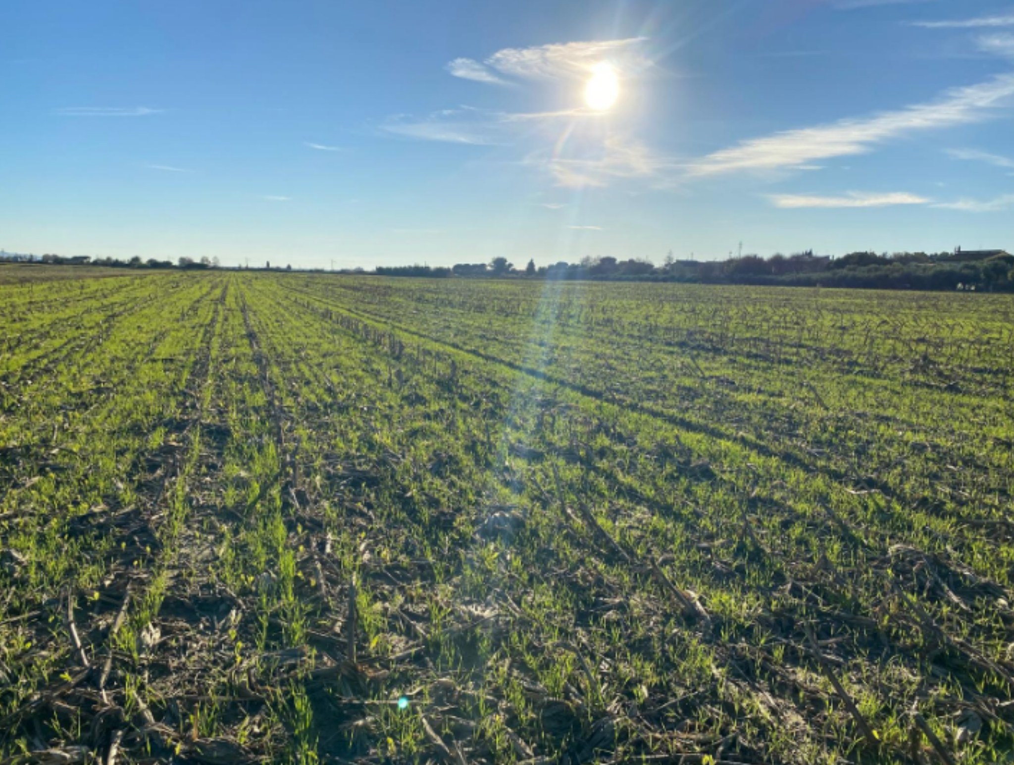 🌾 TORONTO – Grano tenero Semetica
Seminato su minima lavorazione in Italia centrale il 20/10: dopo soli 16 giorni mostra già un’emergenza uniforme e vigorosa.
TORONTO conferma la sua affidabilità anche su lavorazioni ridotte, grazie alla rapidità d’accestimento e all’ottima adattabilità ai diversi terreni.
📸 Campo in Italia centrale – Crescita a 16 giorni
📲 Scopri di più su www.semetica.it
CATALOGO 2025 👉 https://lc.cx/os7kBN
#Semetica #Agricoltura #Innovazione #Cereali #Campagna2025 #Toronto #GranoTenero #MinimaLavorazione #Agricoltori