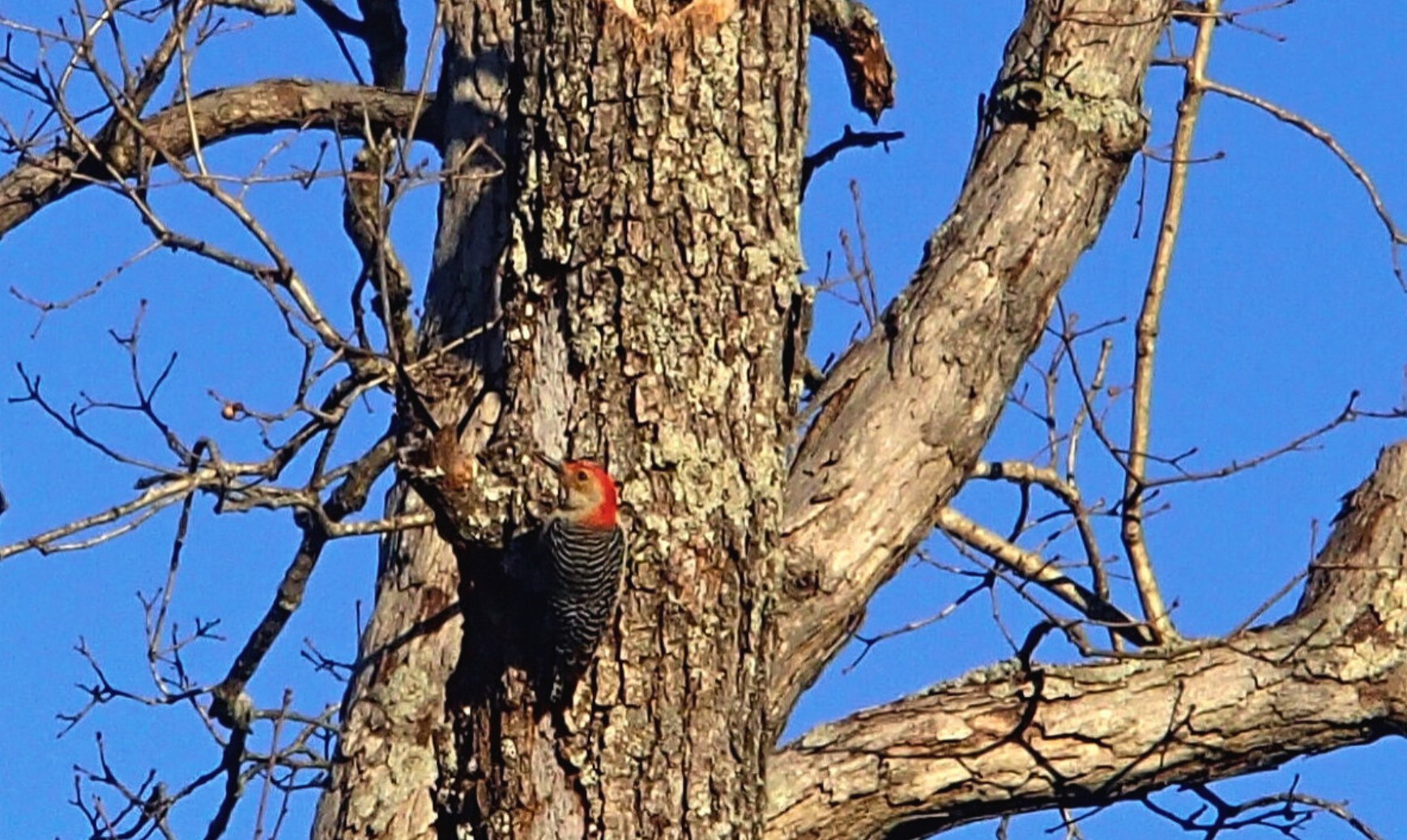 🐦 GASCONADE COUNTY R-2 OES, GES, and OMS Families – This Saturday!
Winter Backyard Birding is FREE for students and their families from OES, GES, and OMS!
Spend a warm, relaxing morning with Earth’s Classroom watching the birds at our south-facing feeders and discovering the surprising stories their behavior can tell. (Students must participate with an adult.)
📌 MUST REGISTER: https://www.earthsclassroom.org/event-details/winter-backyard-birding-1
