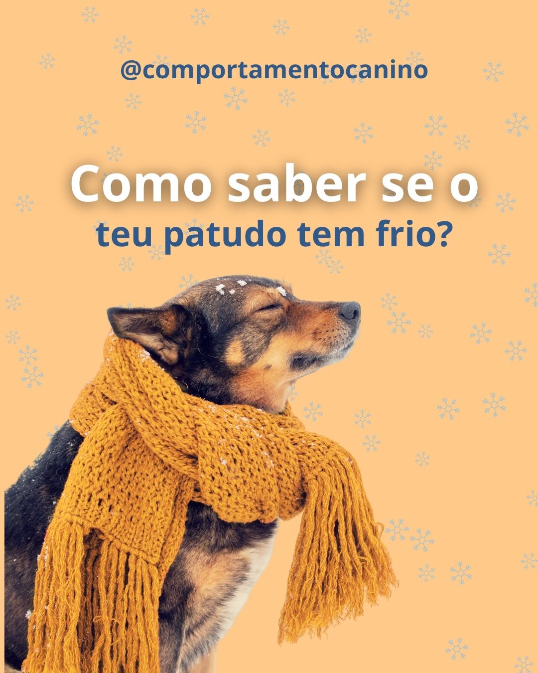 Com a chegada do frio, é normal que os nossos patudos também o sintam, e por vezes até mais do que nós. ❄️🐾
Alguns sinais podem indicar que o teu cão está desconfortável: tremores, orelhas e focinho muito frios, dormir mais do que o habitual ou até deitar-se muito encolhido.
Estar atento faz toda a diferença.
Eles também sentem frio… e merecem todo o cuidado nesta altura do ano. 💛