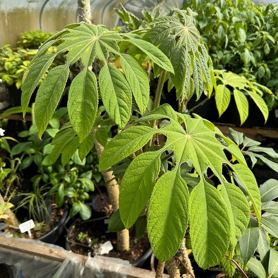 🌿 Brassaiopsis mitis 🌿
Due to high demand, our 2026 stock is now available to pre-order!
3ltr potted plants with delivery scheduled for late April.
Order yours here! 👉 https://www.thebotanico.com/product-page/brassaiopsis-mitis
🚨Don't forget we still have 10% off pre-orders of 2 or more items for a limited time!