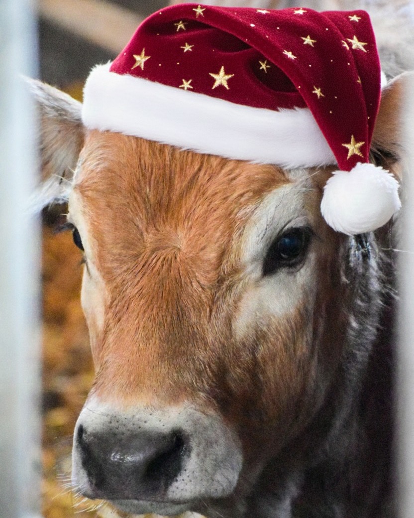 🎄 Joyeux Noël !
Même nos vaches ont sorti leur plus beau bonnet pour vous souhaiter de belles fêtes ✨
#biochamps #laiterie #arrisanale #joyeuxnoël #noël #vache #ariegepyrenees