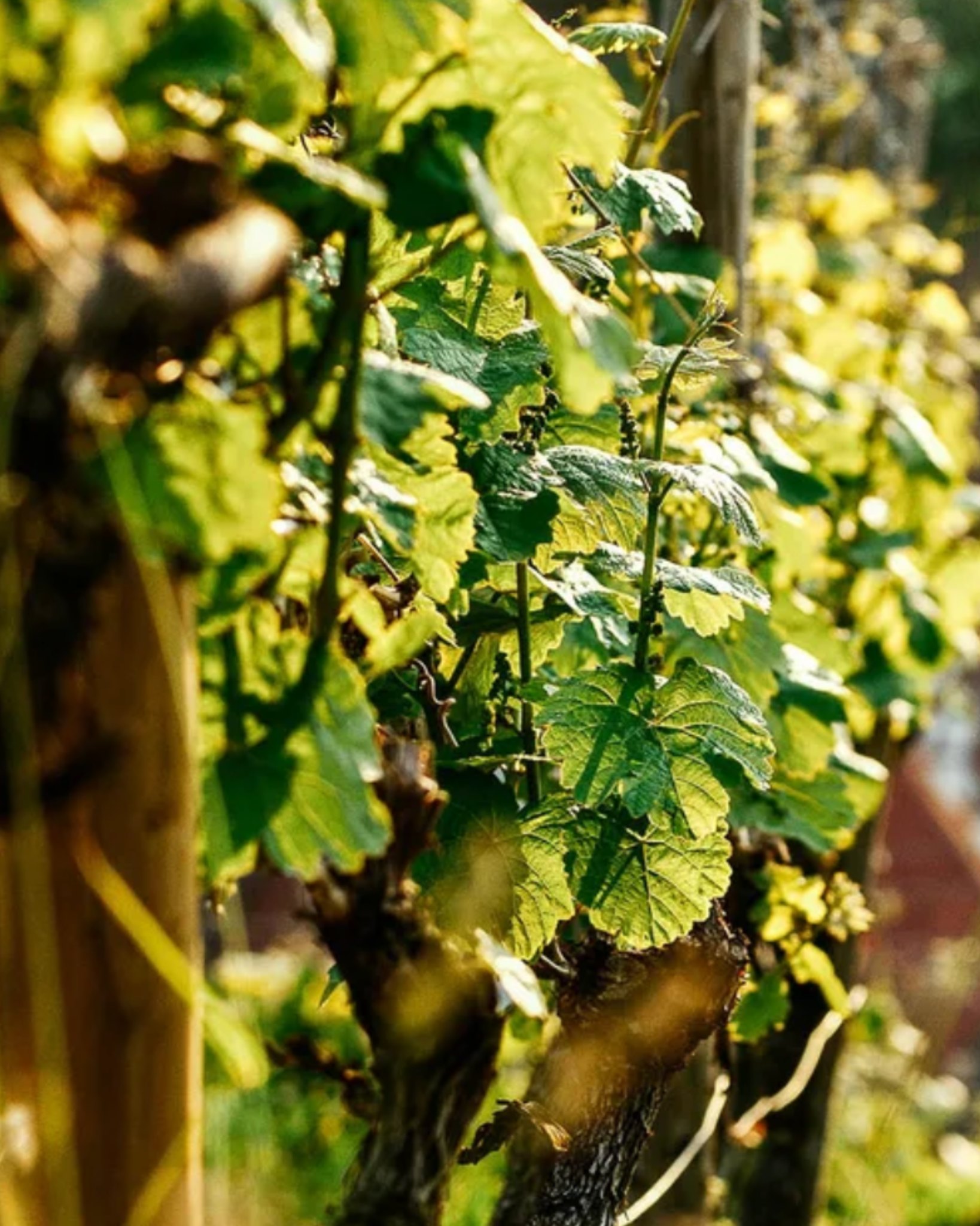 En noviembre con nuestro club de vinos hemos viajado a la histórica Weingut Karl Haidle, una de las bodegas más antiguas del precioso valle de Rems, cerca de Stuttgart. Stetten, su pueblo, es famoso por sus Rieslings, y su viñedo estrella —Stettener Pulvermächer— ha sido clave para su prestigio. Pero en los últimos años también han brillado con tintos, especialmente sus Lemberger, premiados repetidamente con el German Red Wine Prize.
La historia de la bodega es una saga familiar de pasión y carácter. Karl Haidle, el fundador, empezó en 1949 y destacó por su espíritu independiente: embotellaba su propio vino y se negó a unirse a las cooperativas. Tras su muerte temprana, su hijo Hans tomó las riendas y llevó la bodega al siguiente nivel: amplió el viñedo, consolidó la fama de sus Rieslings y fue el primero en Württemberg en recibir el premio a Mejor Productor de Riesling. Visionario, introdujo las primeras barriques en 1987, un movimiento arriesgado que anticipó el éxito que vendría, especialmente con sus Lemberger.
Hoy el proyecto está en manos de Moritz Haidle, tercera generación. Formado en Geisenheim y con experiencia en Alemania, Australia, California y Francia, ha dado un giro clave: la conversión a viticultura ecológica. Creativo y singular —aficionado al hip hop, el graffiti y el freestyle—, ha aportado una energía fresca que se refleja en vinos precisos, vibrantes y llenos de identidad.
🌐 Encuentra sus vinos en nuestra página web
