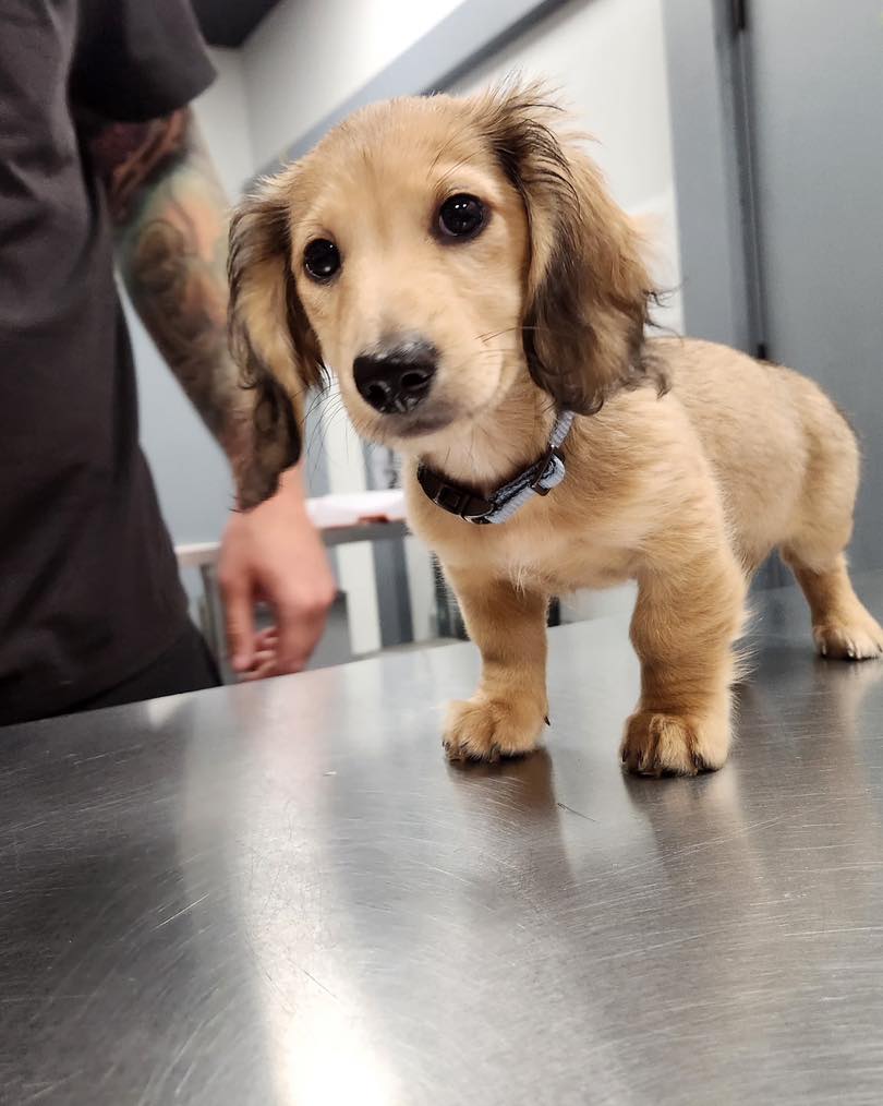 We have been graced by the presence of a god! Everyone, Thor the wonder pup has landed at Kent Vet Clinic. Heâs munch more handsome off-screen! #teamkentvet #thor #dachsundsofinstagram