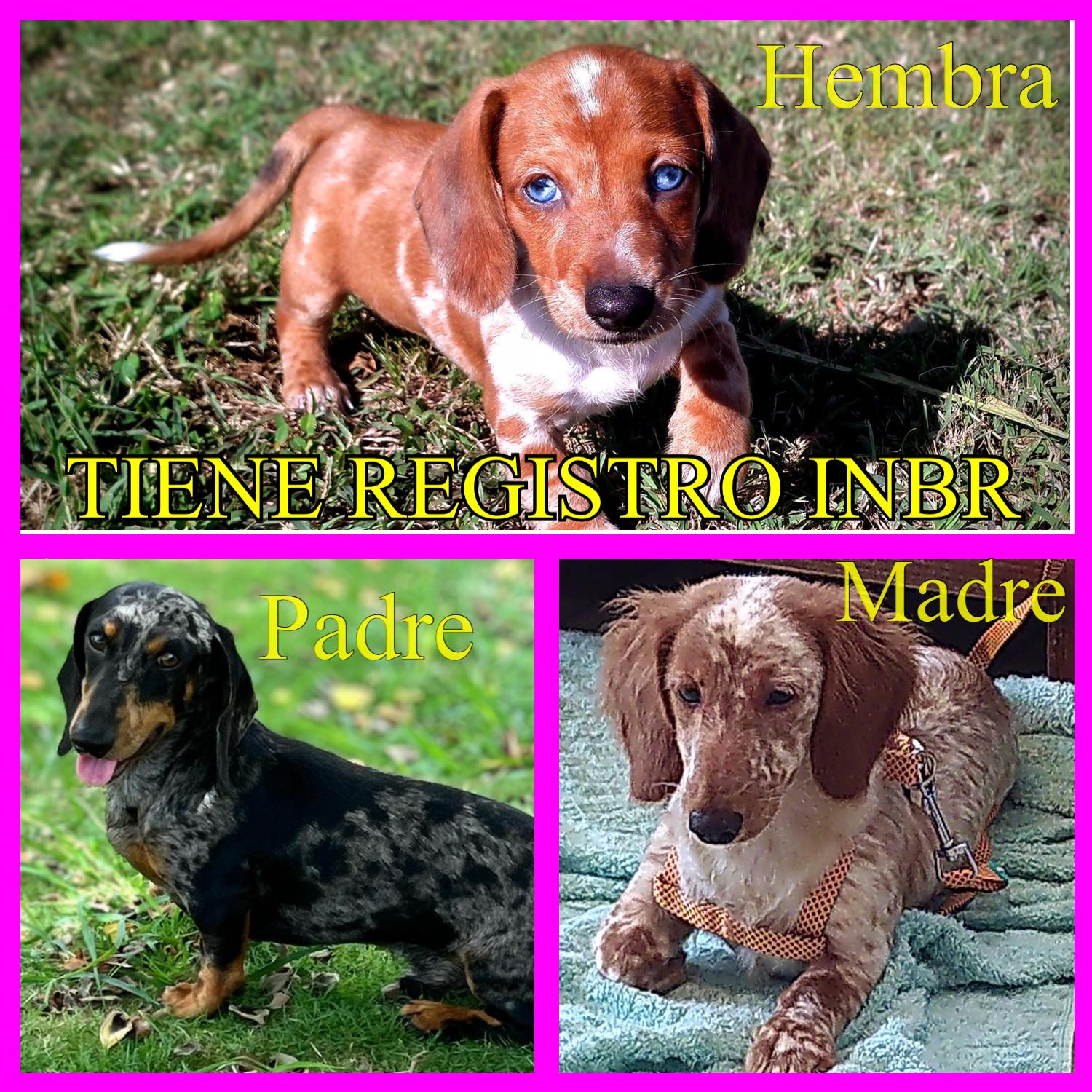 La comparto para un amigo de Luis interesado me escribe por mensaje o WhatsApp.
HERMOSA HEMBRA , OJOS AZULES. PADRES DE COMPETENCIA. TIENE REGISTRO INBR. MADRE BLANCA PECOSA PELO LARGO Y PADRE MERLE TRICOLOR. LISTA PARA ENTRE GAR VACUNADA Y DESPARASITADA. PADRES DISPONIBLES.