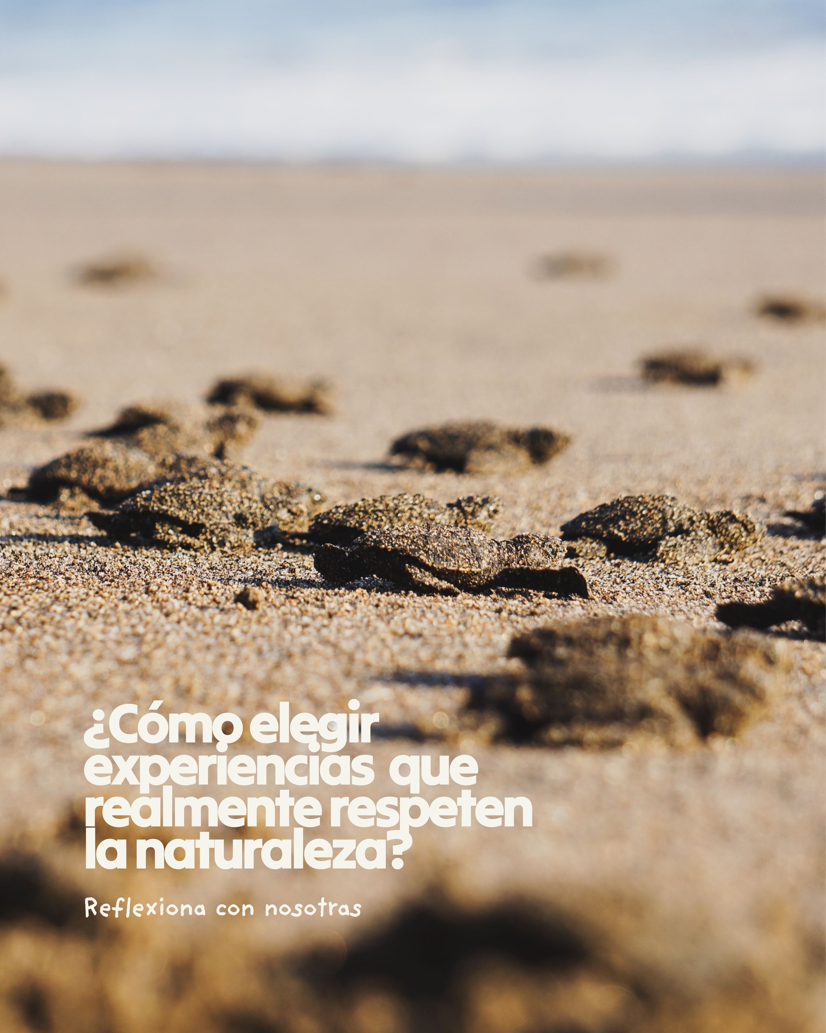 El turismo responsable empieza antes de viajar. ¿Las experiencias y actividades que contratas son realmente responsables con la vida marina y vida salvaje?
Con el post de hoy solo queremos hacer reflexionar, sobre la importancia de hacer buenas elecciones. Nos referimos a elegir actividades y operadoras que respeten el entorno y a quién vive en él. Buceo, snorkel, avistamiento de ballenas, liberación de tortugas…
Actividades increíbles, sí. Pero también delicadas. La línea entre disfrutar y hacer daño sin querer es muy fina.
Os lanzamos preguntas que ayuden a reflexionar:
¿A quién beneficia esta actividad
¿Cómo opera la empresa que la ofrece?
¿Se respeta la naturaleza y la cultura local?
¿Estoy informada o solo dejándome llevar por el marketing ?
El turismo responsable empieza antes de viajar: informándote
🤔Y tú, ¿qué piensas?