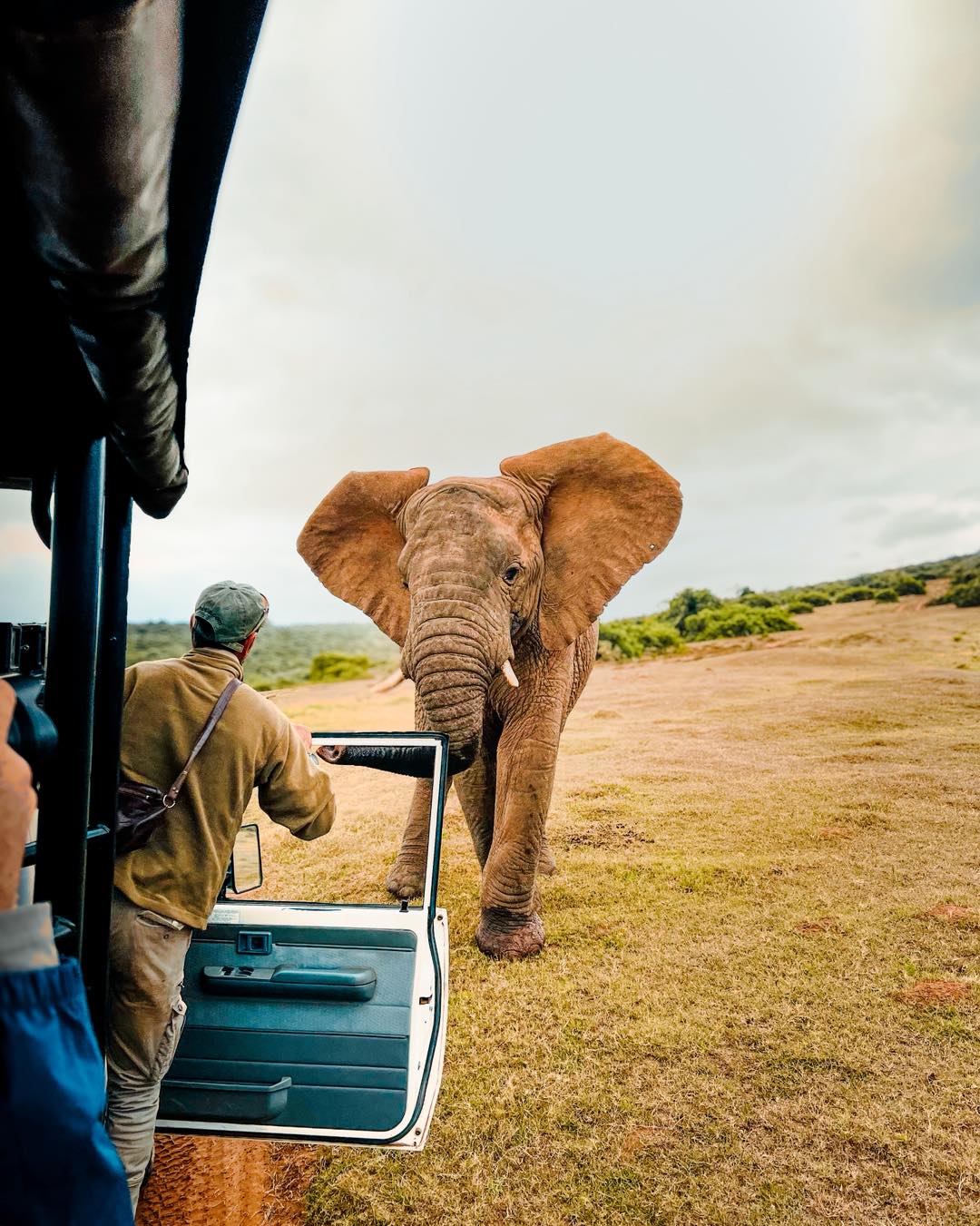 One of my favourite shots from this year’s Grand Tour, taken while we were staying at Schotia Safaris private game reserve 🐘
This young bull elephant decided to casually cross right in front of our safari vehicle while our guide was mid-story. All calm… until he suddenly swung back around, ears out wide, making his point very clear.
Cue the collective gulp from our guests 😂
Moments like this are exactly why we love Schotia! To be up close and personal to such magnificent animals is a real treat.
Be honest — would you have stayed cool, or would your heart be in your throat? 👀
#africanmotoadventures #schotiagamereserve #elephants
#South #Africa #southafrica #safari #motorcycle #tour #motorcycletours