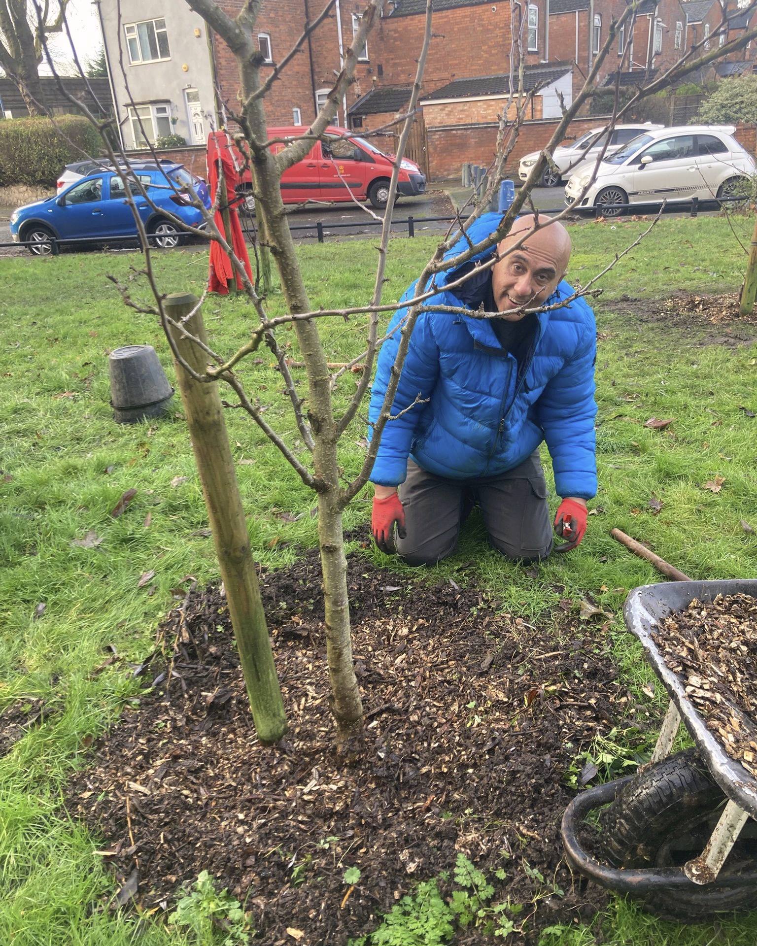 We had an #AlmondIngrid to plant at #HazelwellRiverbankOrchard in #Stirchley last week, including some weeding, pruning, and mulching; the site is now ready for next spring!