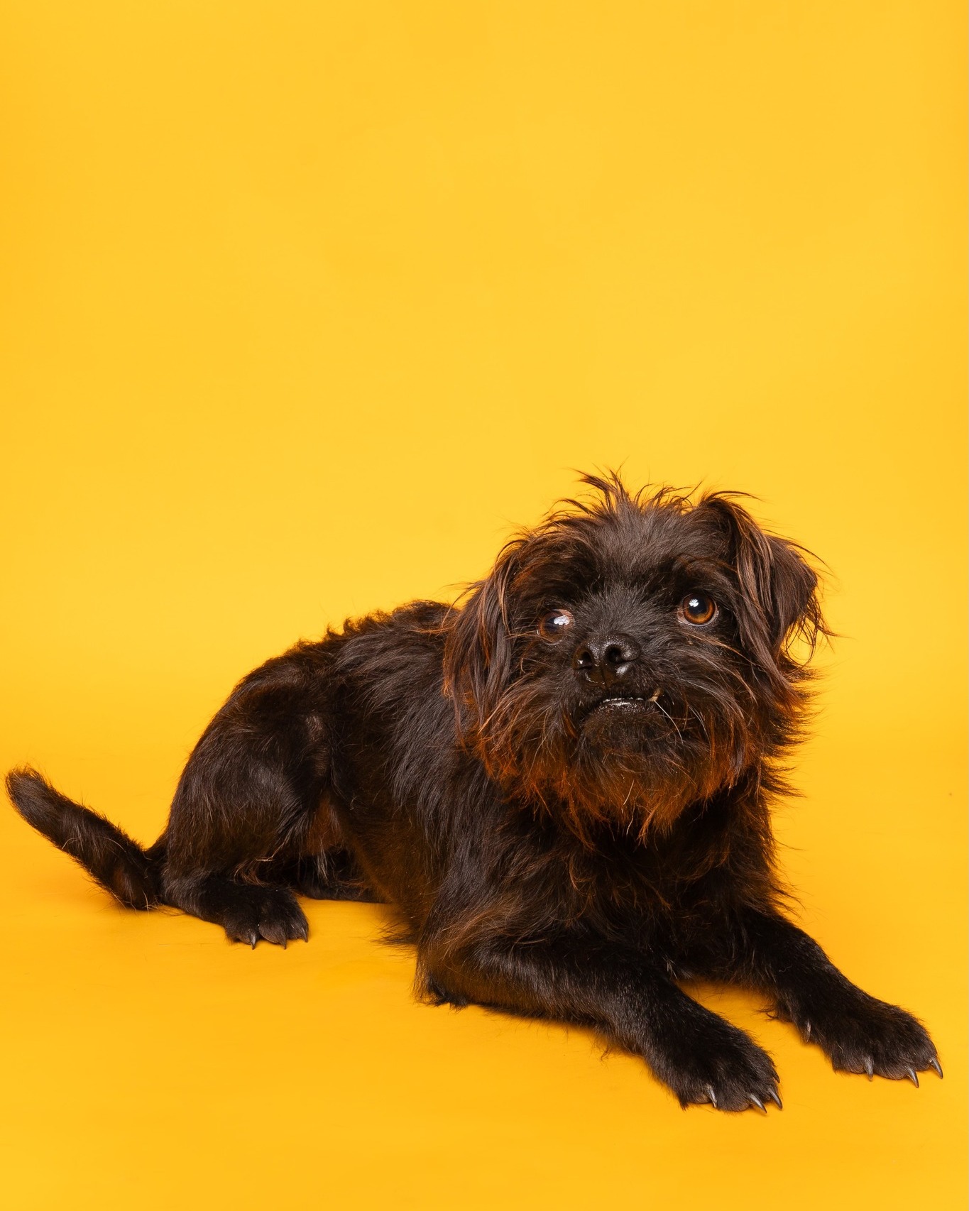 It's time for our @cbsnewstexas Pet of the Week!
Meet Tennile, the 1-year-old terrier mix who looks like she just flew in from the North Pole, ready to settle by the fire. With her sassy, windswept hair and irresistible tiny underbite, she is the most festive, funny little girl you’ll ever meet.
Tennile is your ultimate holiday companion, less "sleigh bells ringing" and more "silent night." She views every lap as the ultimate resting spot and every toy as an invitation to relax. Her charming head tilt asks, "Is it time for a quiet movie yet?" Her Christmas wish is a forever home that appreciates calm snuggles, peaceful evenings, and maybe sharing whatever you're currently eating.
If you’re looking for a sweet sidekick who promises peaceful joy, Tennile is ready for you! Meet her today at our Saxe-Forte Adoption Center.
#cbsnewstexas #humanesocietynorthtexas #hsnt #adoptdontshop🐾