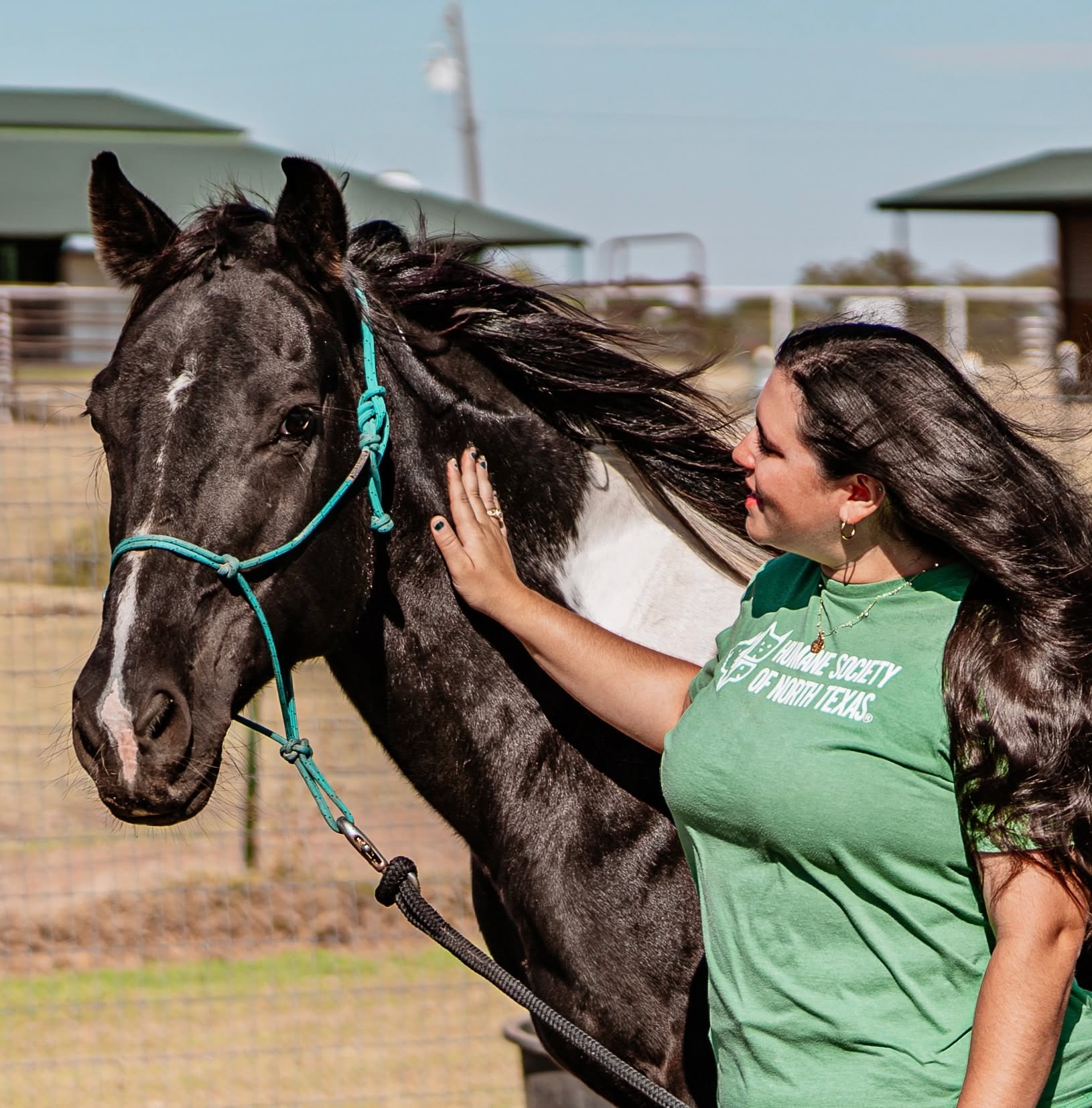 Introducing Jyn 🖤🤍
When we rescued this darling mare from a cruelty case, she was emaciated and had hoof soreness.
After months of being on our re-feeding program and having proper hoof care provided by our farrier, Jyn is the picture of health now!
She is so sweet and gentle, has perfect ground manners and gets along wonderfully with other horses 🥰
Jyn has never been rode and is seeking a forever home as a companion horse.
For more information about beautiful Jyn, check out our website at hsnt.org/equine!
#RightHorse #hsntequineranch #AdoptAHorse #hsnt