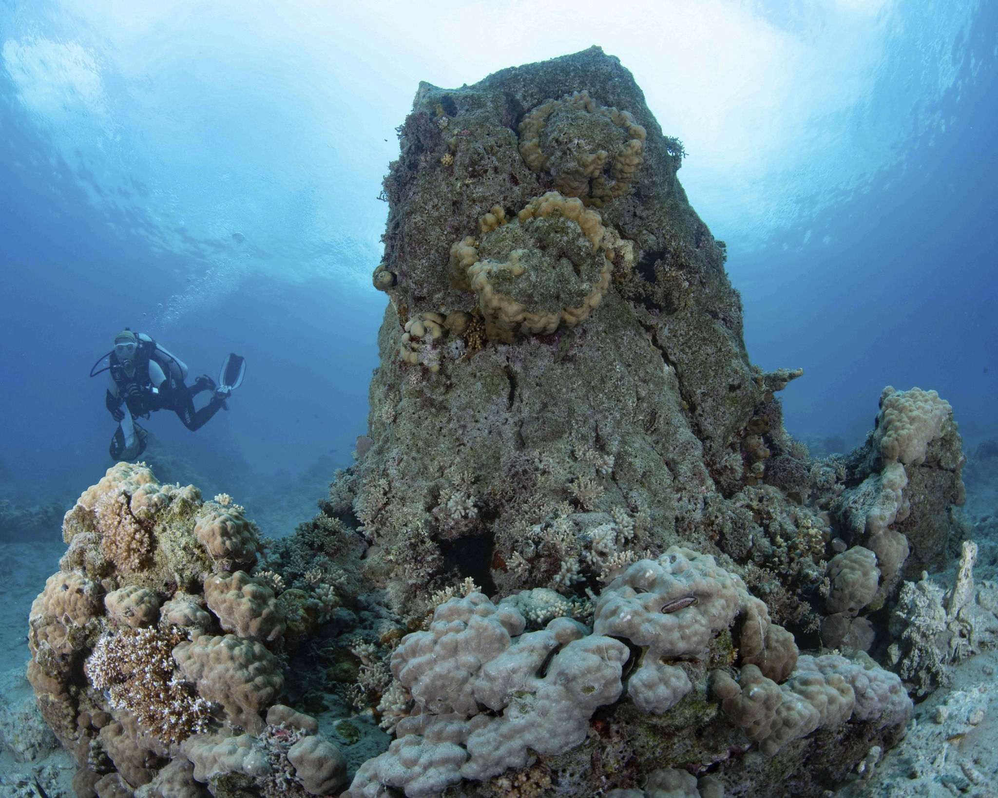๐๐ ๐๐๐๐๐ฆ๐๐๐ซ ๐๐๐๐ ยท ๐๐:๐๐ ๐ฉ๐ฆ
A date and time we will never forget.
One year ago today, Vanuatu was shaken by a 7.3 earthquake that changed the land beneath us โ and the reef before our eyes. Precious lives were lost. Buildings and roads were damaged. Livelihoods were altered in an instant. Heroes worked tirelessly to save the injured, and our community came together.
When we first descended beneath the surface a week later, we expected change โ but nothing prepared us for the silence. Where life once thrived, there was absence. A quiet kind of heartbreak. We cried.
The Spire โ our familiar landmark and underwater compass was gone. Once rising from 24 metres to 13 like a cathedral above the sand, home countless marine species. We searched for it and found only fragments far deeper, the rest lost to the deep.
Nudi Rock had rolled downslope. Coral bommies lay on their sides. Anemones, mushroom corals and countless creatures vanished from sight. Reminders of natureโs force surrounded us.
And yet, over this past year, something remarkable has unfolded.
Every dive since has been a story of resilience. Coral fragments we collected now cling to new rock and new light. New formations and new life appear where we least expect them.
Weโve met critters weโd never seen before โ tiny eels, nudibranchs, returning turtles and clams โ and discovered Spot X, a shallow site now brimming with life. What was broken is slowly rebuilding and we are privileged to bear witness.
To the people of Vanuatu who lived through this day โ who lost loved ones, homes, landmarks and memories โ we hold you in our thoughts today with respect, love and deep connection.
And to every diver who has joined us this year, thank you.
For bearing witness.
For lifting coral and carrying hope.
For believing that even small hands can help a reef rise again.
We still feel emotional every time we descend. The absence remains โ but so does the future.
Today we remember.
Today we honour.
Today we celebrate what continues to grow.
With love and gratitude,
John & Sandy
Havannah Harbour โ our home, our heart, our reef
#Vanuatu #Resilience #OceanRecovery #StrongerTogether #Community #Earthquake
