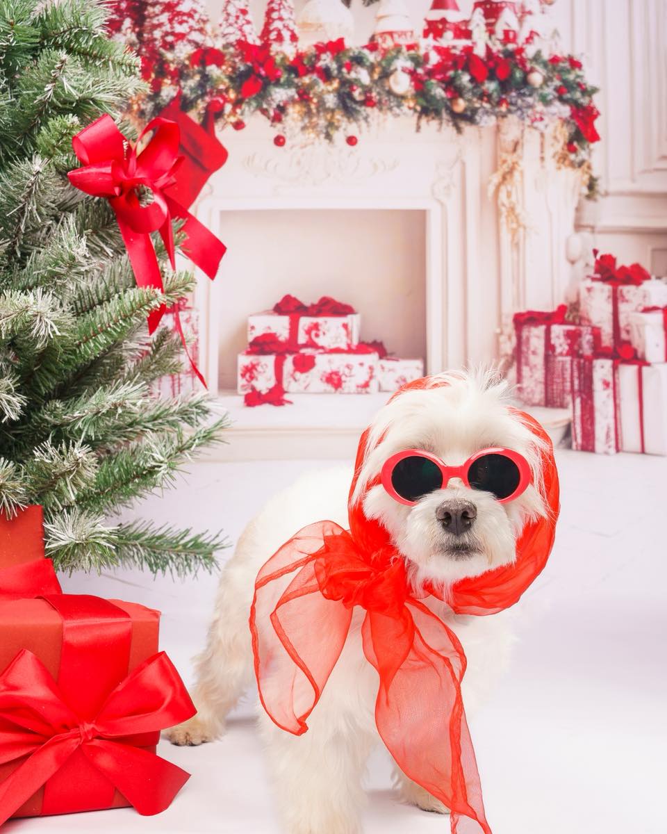 Say bonjour to Rebecca in her chic Parisian headscarf and tiny glasses and her adorable friend Wednesday!
🤍 These two are just a peek at who you’ll meet at our Doggy in the Window event with Neiman Marcus Clearfork.
But here’s the big news:
Tomorrow only from 10 a.m. to 6 p.m., we’ll have 30 purebred Maltese available for adoption, along with other adorable dogs and cats looking for their forever homes.
Come find your perfect furry friend just in time for the holidays! ✨🎄
Event details in bio.
#AdoptDontShop #HSNT #DoggyInTheWindow #MalteseOfInstagram #RescueDog #AdoptMe