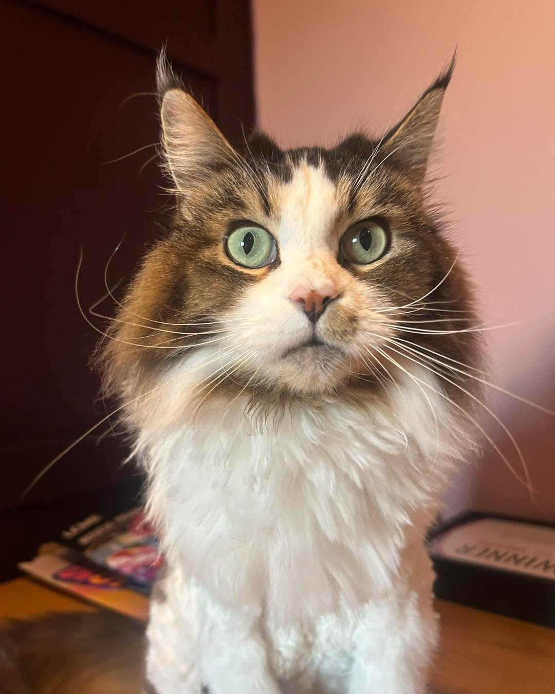 Oh hi there Juniper🤣❤️
We just adore this stunning maine coon girl & her bsh brother🥰
#catgrooming #catcare #catlover #mainecoon #catlady