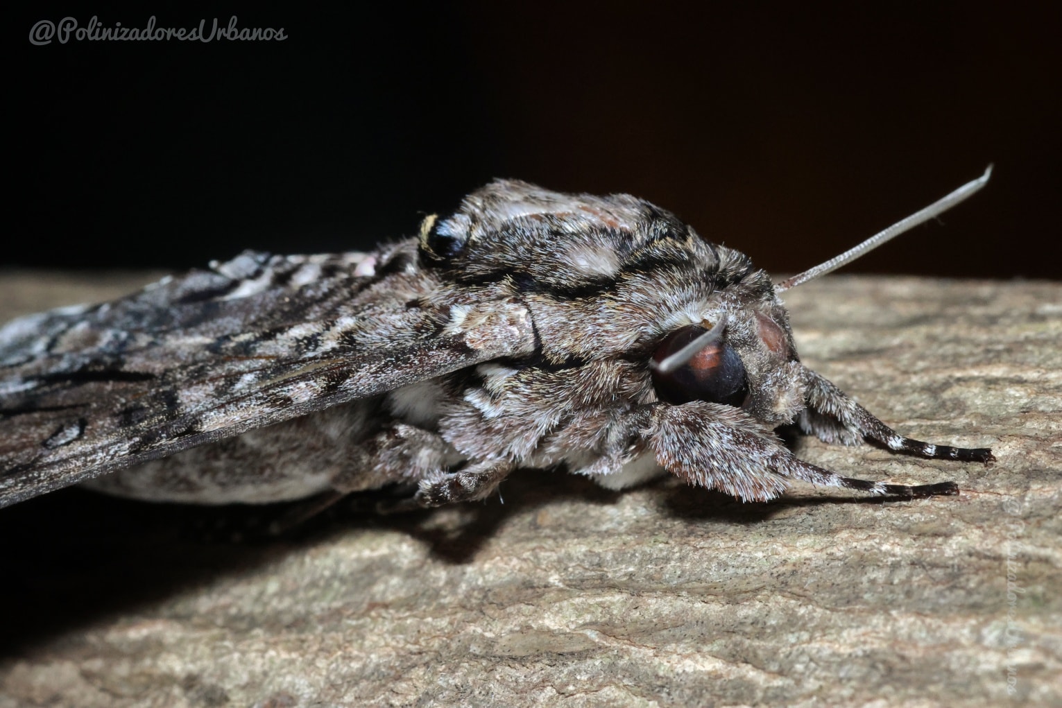 Nadie le da las gracias a la polilla
Crecemos escuchando que son de mala suerte, que cuando una polilla entra a tu casa es porque alguien va pasar al mas allá
La realidad mas allá de las supersticiones es que muchas de ellas también son polinizadores, aunque no las volteamos a ver con el mismo aprecio con el que vemos a las mariposas
Les presento a la polilla esfinge rosada 𝑨𝒈𝒓𝒊𝒖𝒔 𝒄𝒊𝒏𝒈𝒖𝒍𝒂𝒕𝒂, conocida así por las manchas rosas que oresenta en su abdomen, estas polillas son importantes polinizadores, prefiriendo flores nocturnas y tubulares
A pesar de esto, todo mundo le agradece a la abeja o a la mariposa pero nadie da gracias a las polilla
La próxima vez que veas una polilla no pienses en ella como un mal augurio o una peste en tu casa, piensa en ella como uno de los heroes de nuestros ecosistemas
🐛🐛🐛🐛
#polinizadores #polillas #polinizadoresnocturnos #biodiversidad