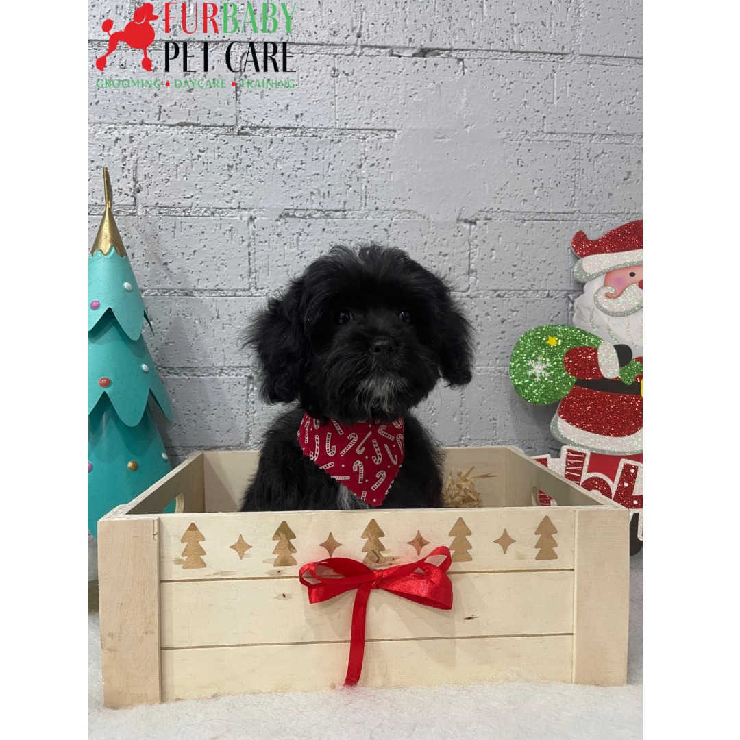 First grooming session and already stealing hearts, Laci you are too cute! ๐๐
#cavoodlelove #cavoodlesofinstagram #puppylove #puppytidy #puppiesfirstgroom