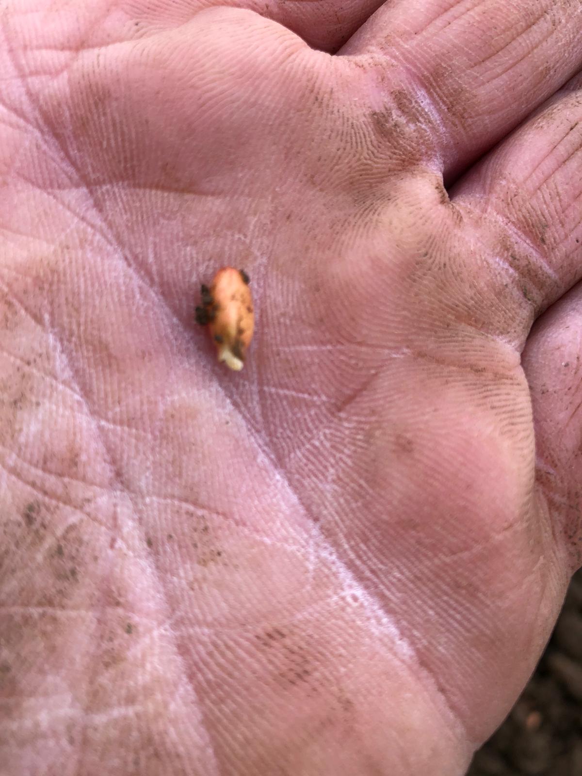 🌾 VOLTADUR – Grano duro Semetica
A soli 4 giorni dalla semina, VOLTADUR emerge già in modo rapido e uniforme.
Siamo in centro Italia, Questa varietà si distingue per vigoroso sviluppo iniziale, capacità di adattarsi a diverse condizioni di terreno e ottima risposta in qualsiasi epoca di semina, sia anticipate che ritardate.
L’emergenza precoce conferma il potenziale genetico di VOLTADUR:
✔️ Radicazione veloce per una migliore stabilità nelle prime fasi
✔️ Accestimento equilibrato
✔️ Uniformità di sviluppo che facilita la gestione delle fasi successive
📸 Emergenza a 4 giorni – una pronta ed omogenea emergenza garantisce una crescita omogenea e piante ben formate ed uniformi, presupposto fondamentale per aspirare ad un raccolto abbondante e di qualità.
📲 Scopri di più su www.semetica.it
CATALOGO 2025 👉 https://lc.cx/os7kBN
#Semetica #Agricoltura #Innovazione #Cereali #Campagna2025 #Voltadur #GranoDuro #EmergenzaRapida #Semina2025 #Agricoltori #GranoItaliano