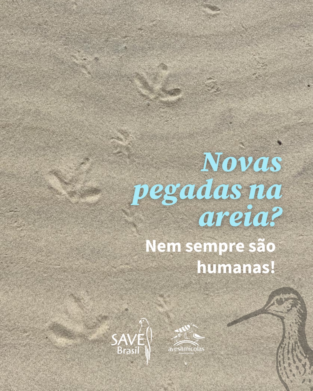 O verão chegou e as praias ficam cheias, mas não só de gente. 🏖️
Entre um banho de mar e outro, novas criaturinhas também chegam por aqui: as aves limícolas, que fazem das praias o seu lar.
Enquanto muitas pessoas estão de férias, algumas limícolas estão em plena jornada migratória, voando milhares de quilômetros até a costa brasileira para descansar e se alimentar. Outras, que vivem aqui o ano todo, estão cuidando dos ninhos e filhotes. 💛
Mas a presença humana (e canina) pode ser um desafio para elas. 🐾
Cães soltos e pessoas muito próximas são vistos como ameaças e o estresse pode fazer com que elas abandonem seus ninhos e filhotes.
Por isso, se você vai curtir o verão, lembre-se: a praia também é delas. Pratique boas práticas para compartilhar o espaço.
Dando espaço, você ajuda a garantir um verão seguro para todos, inclusive para as aves. 🌊
#SAVEBrasil #conservação #avesdobrasil #meioambiente #biodiversidade #AmigosdaSAVE #limicolas #shorebirds #waderbirds #avesplayeras