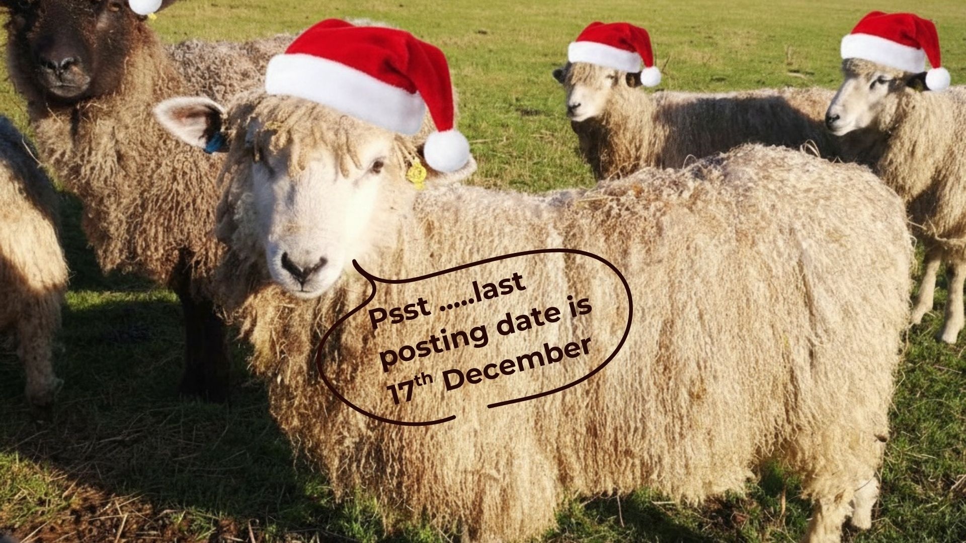 If you need something to arrive before Christmas, please order before noon on last Wednesday 17 December.
The studio will be open Thursday to Saturday this week from 10 till 4 with for final woolly gift purchases. There'll also be mulled wine and mince pies on Friday and Saturday as you browse and squish! We will then be closed until 22 January 2026.
#supportingsmallbusinesses #woolcraft #whatsoninnorfolk #whatsoninsuffolk #BritishWool #shoplocaluk #britishwool #knittingaddict #sustainablegifts #craftinggifts #christmasideas #giftingideas #craftingideas #HeritageCrafts #FarmtoYarn #festivemood #creativity #happymonday #yarnshop