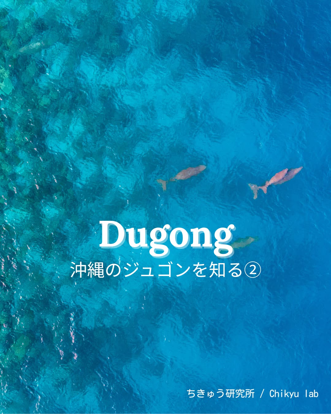 沖縄のジュゴンを知る②
なぜ、ジュゴンは見られなくなったのか?
琉球王国の時代、
ジュゴンは人の暮らしと深く関わる存在でした。
税として納められたり、
中国からの使者をもてなす料理として使われた記録も残っています。
宮古島では、
「おじいの若い頃には、この近くにジュゴンがたくさんいた」
という地域の証言も伝えられています。
しかし現在、
沖縄の海で確認されているジュゴンは、
ごくわずかな個体に限られています。
その背景には、
人の暮らしと海の環境の変化があります。
ジュゴンは、漁網に誤ってかかってしまったり、
船舶と衝突して命を落とすことがあります。
日本では混獲が、
世界各地では船舶との衝突が問題になってきました。
法律で守られていても、
今もなお、食べるための密猟が続いている地域もあります。
また、ジュゴンの主食である海草が育つ藻場は、
埋め立てや水質の変化によって減少してきました。
食べものを失うことは、
ジュゴンの生存に直接影響します。
ジュゴンは現在、
IUCNレッドリストで
「絶滅危急種(Vulnerable)」に指定され、
日本では天然記念物として保護されています。
一方で、
その生態には、まだわかっていないことも多く、
具体的な保全策を立てることが難しいという課題もあります。
静かに生きてきたジュゴンが、
静かに見られなくなっていった理由。
次回は、いま行われている調査や研究、
そして、私たちにできることを紹介します。
⭐︎
⭐︎
Why have dugongs become so rare?
Dugongs once lived close to people in Okinawa.
Coastal development, fishing, and the loss of seagrass beds
have gradually reduced their habitat.
They are now listed as Vulnerable on the IUCN Red List.
※一部写真はShutterstockの素材を使用しています
*Some images are sourced from Shutterstock
写真3枚目撮影:草地 ゆき
#沖縄のジュゴン #ジュゴン #dugong #宮古島 #miyakoisland #miyakojima
#生物多様性保全 #biodiversity #エコツアー #ecotour #ecotourism #生物多様性