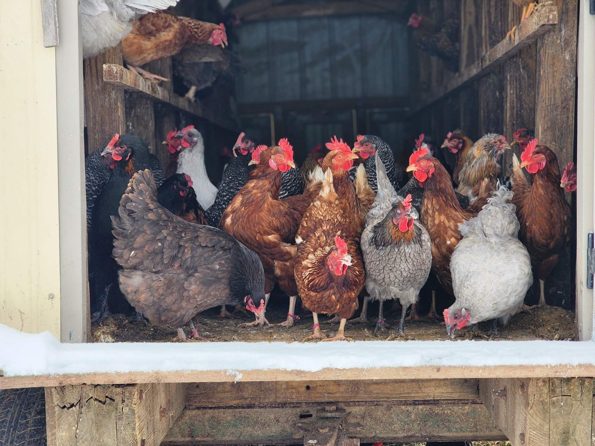 Farm Fact Friday!
They keep laying eggs in winter – but less often, since shorter days reduce light exposure (adding a soft light in the coop can help). 🥚🥚🥚
#FarmFactFriday #ChickenFacts #LifeOnTheFarm #TheShireFarm