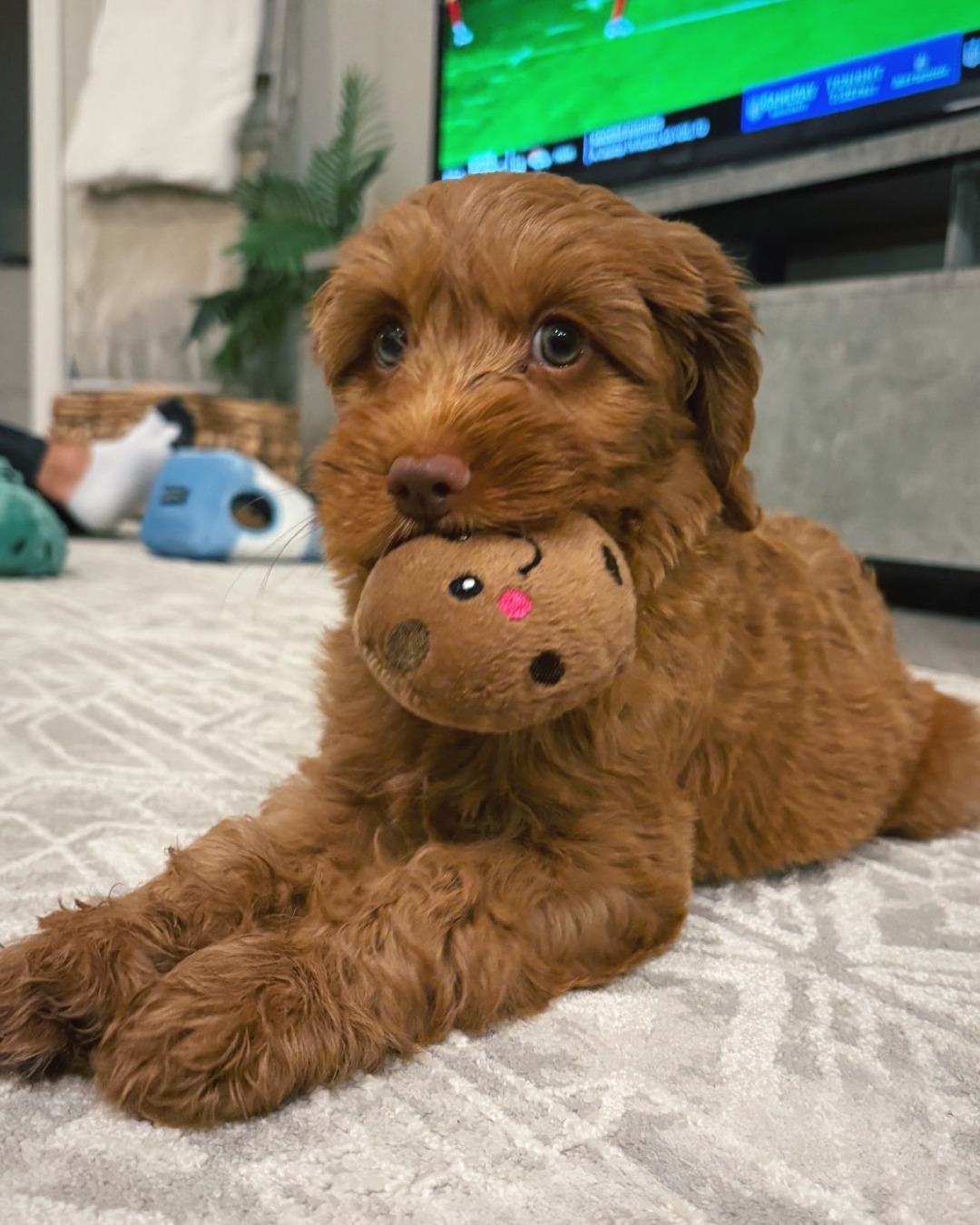 I never want the puppy phase to end 🤎🍪
Those soft curls, soulful eyes, and that favorite toy close by — this is exactly why the puppy stage captures hearts forever. 🐶
So grateful for PUPDATES like this from our Southern Meadows families.
📸 : @ellaclaireferrer
#SouthernMeadowsDoodles #SMDPups #AustralianLabradoodle #AustralianLabradoodlesOfInstagram #LabradoodlePuppy #PuppyLove #PuppyStage #PuppyLife #PuppySnuggles #PuppyCuddles #PuppyJoy #DogsofInstagram #DogLovers #FamilyDog #ForeverHome #GotchaDayThrowback #PuppyUpdates #HappyPuppy #EthicalBreeder #InHomeBreeder