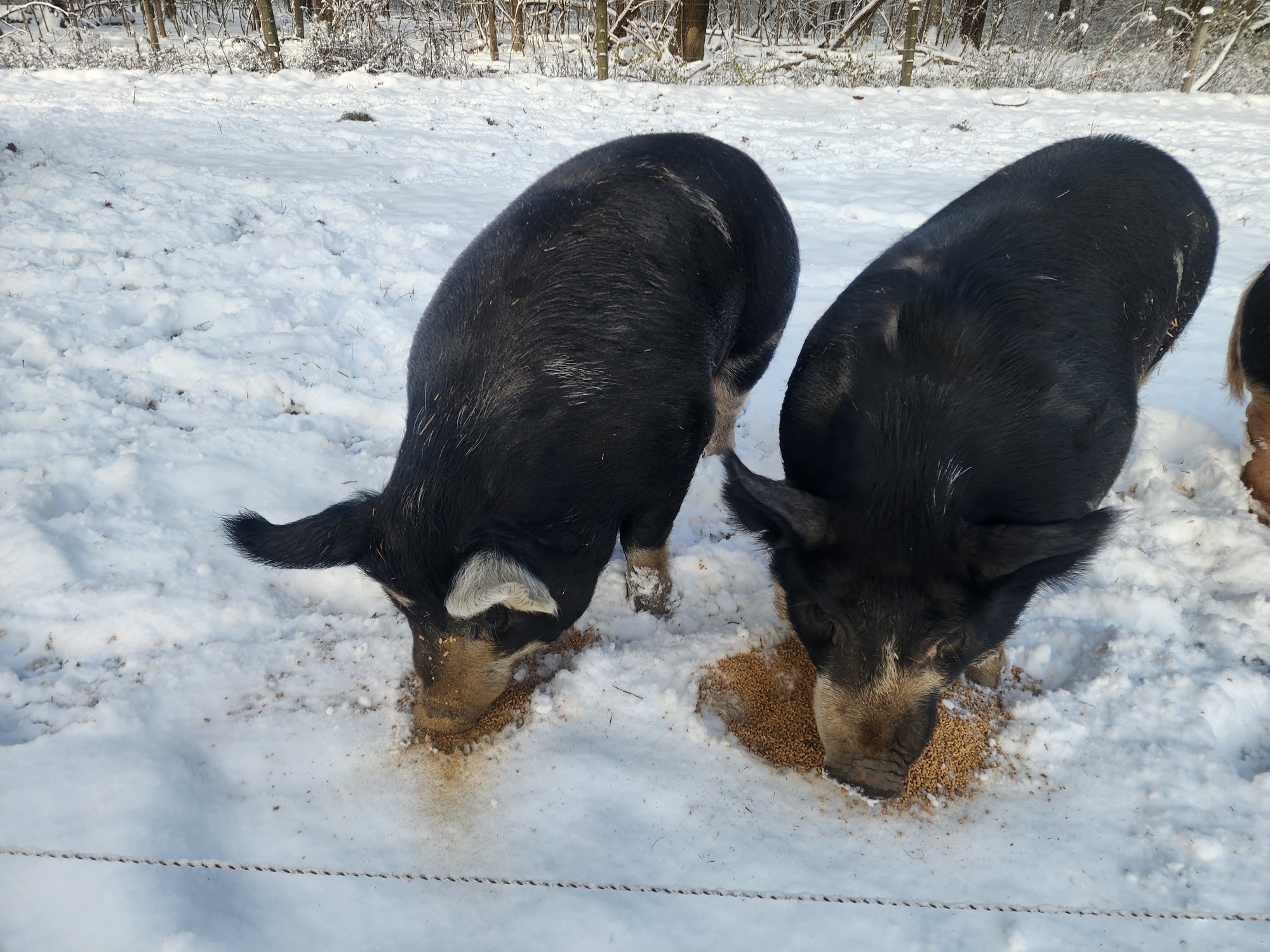 Farm Fact Friday!
Cold weather increases their appetite – they eat more to generate body heat (similar to how we crave hearty food in winter!). 🐽🐽🐽
#growninohio #ohiopastureraised #knowyourfarmer