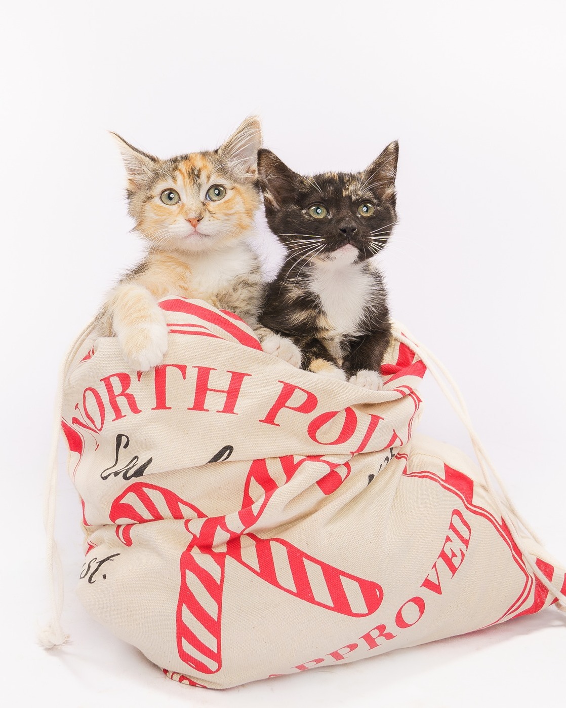 Looks like Santa started his deliveries early this year and the gifts are PURR-fectly perfect! 🐾🎄
Day 2 of our 𝐃𝐨𝐠𝐠𝐲 𝐢𝐧 𝐭𝐡𝐞 𝐖𝐢𝐧𝐝𝐨𝐰 𝐀𝐝𝐨𝐩𝐭𝐢𝐨𝐧 𝐄𝐯𝐞𝐧𝐭 is 𝐓𝐎𝐌𝐎𝐑𝐑𝐎𝐖! From kittens popping out of Santa’s bag to pups giving their best “please take me home” eyes, the gifts keep coming… and they’re all 100% adoptable! 😍🎅🐱🐶
HSNT invites you to @neimanmarcusfortworth from 𝟏𝟎 𝐀𝐌 – 𝟔 𝐏𝐌 to meet our adorable doggies and kitties in the window and give a loving home to a furry holiday gift of your own. ❤️
⚠️ Extreme cuteness ahead, may cause instant holiday cheer and begging for treats! 🎁🐾
LINK IN BIO
#HSNT #AdoptDontShop #DoggyInTheWindow #HolidayAdoptions #FurryFriends #AdoptablePets #PetAdoption #HolidayCheer #PuppyLove #KittenLove #ChristmasPets #DallasPets #NeimanMarcusClearfork #RescuePets #FurryHolidayGift #neimanmarcusclearfork #neimanmarcus