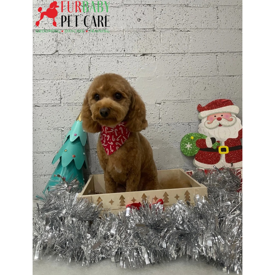 Cutie pie Huxley, all cleaned up and looking his best for Santa ๐
#cavoodle #cavoodleteddytrim #cavoodlesofinstagram
