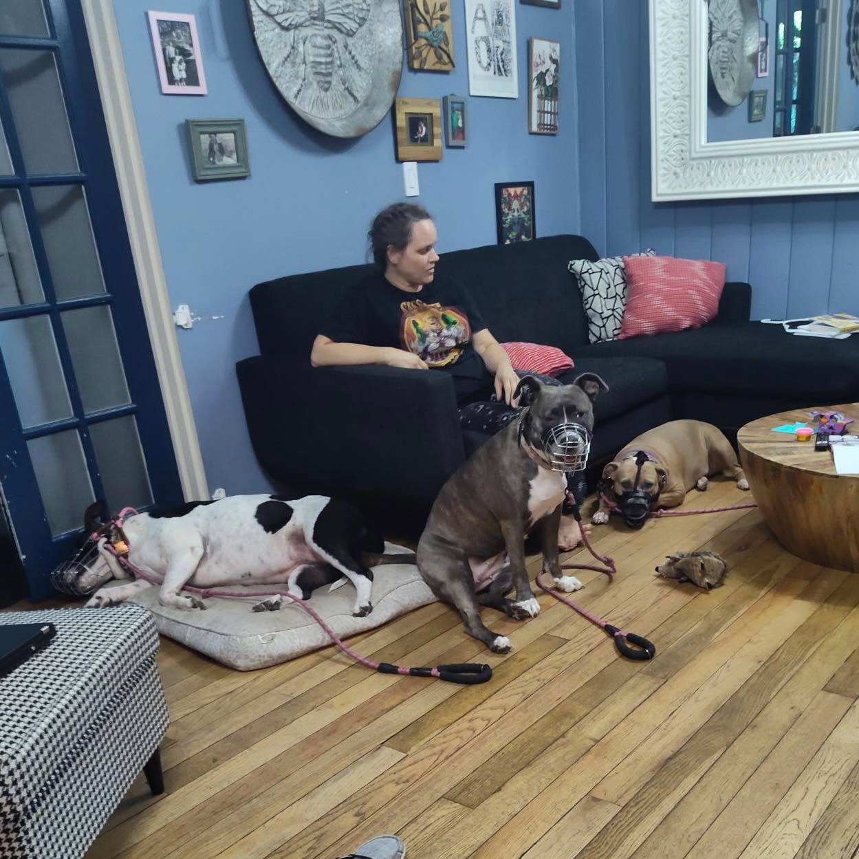 When you take one of the most statistically challenging cases at face value:
🚫 Three dogs fighting in the home
🚫 All three fighting with one another
🚫 All three completely separated
🚫 All three females
🚫 All three bully breeds
🚫 No structure in the home
🚫 “Seek and Destroy” level
🚫 Active household
🚫 Young children in the home
🚫 Owners limited on time
But you have one important thing:
✅ Committment
You can still see success.
It might take longer, it might be more steps, it might be much more challenging, but the rewards are incredible.
When clients come to me with what seems like unachievable goals, within reason we can still try. And sometimes we get pleasantly surprised at the progress.
We are all grateful that Angel, Buttercup, and B-Mo are finally spending some peaceful time all together again, moving around the home. This family has really put in the work despite having so much else on their plates.
If you want to make it happen, you will find the time!
#RotNDog #RotNDogTraining #dogtrainer #dogtraining #dogbehavior #soflo #palmbeach #broward #puppies #puppytraining #gooddog #goodpuppy #obedience #aggression #fear #anxiety #behavior #training #muzzle #adopt #rescue #shelterdogs #dogswhobite