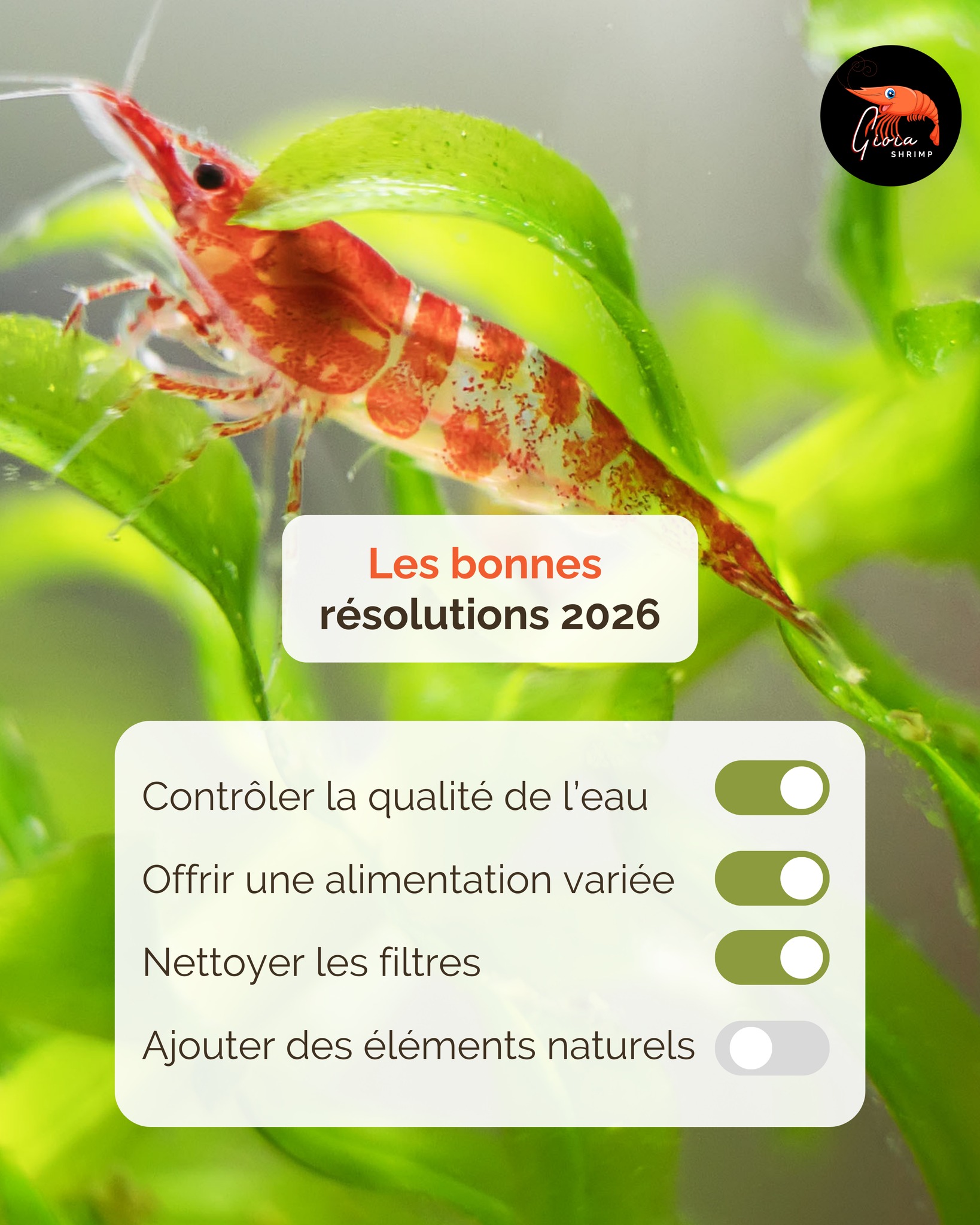 🦐💪 Les bonnes résolutions pour un aquarium en pleine forme ! 💧
1️⃣ Contrôler la qualité de l’eau régulièrement
2️⃣ Offrir une alimentation variée
3️⃣ Nettoyer les filtres chaque mois
4️⃣ Ajouter des éléments naturels
Et vous, quelle est votre résolution aquatique 2026 ? 🌿
#gioiashrimp #crevettes #aquarium #aquariophilie #shrimpkeeping #shrimplife #aquariumhealthy #crevettesheureuses #aquascaping #shrimpfood #madeinfrance #bioaquarium #shrimpaddict #aquariumcare #shrimpcommunity #crevettepassion #aqualife #shrimpworld #aquascapelife #shrimpvibes
