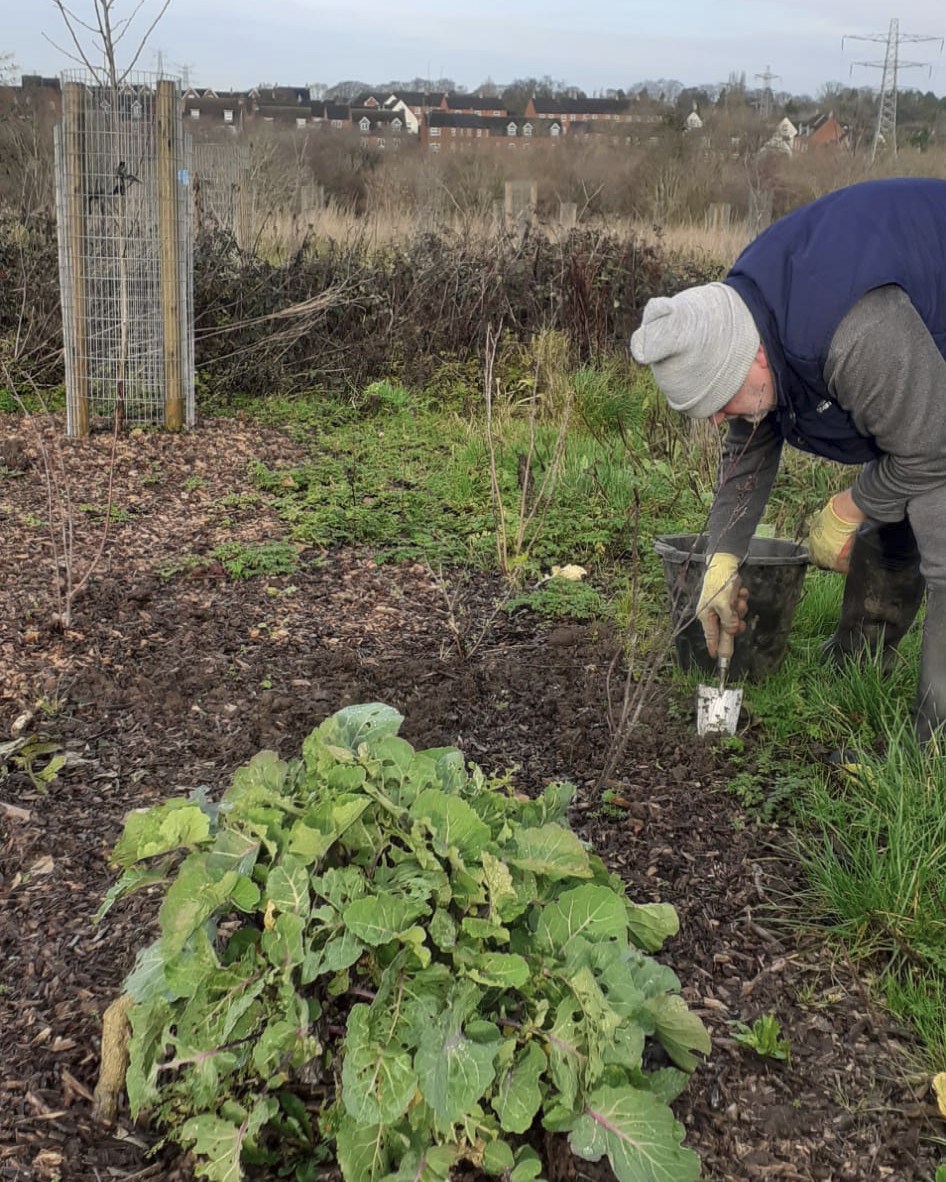#EdiblePerennial #kale plants are growing well in #DruidsHeath #TheGreen #ForestGarden!