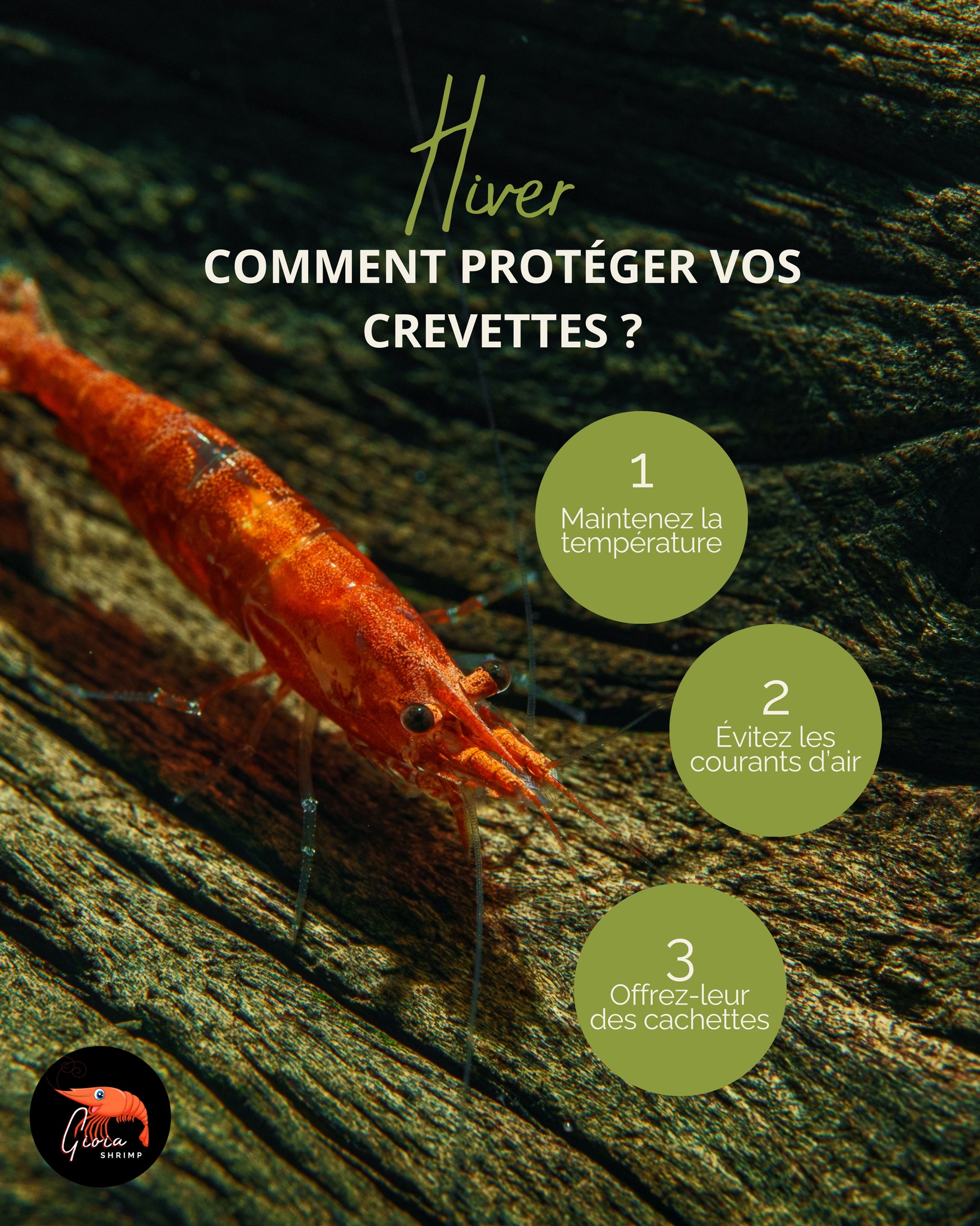 ❄️ En hiver, vos crevettes ralentissent leur activité ! Voici nos conseils pour les garder en forme :
- Maintenez la température stable (22-24°C)
- Évitez les courants d’air
- Offrez-leur des cachettes naturelles 🪵
- Nourrissez-les avec nos GioiaBalls riches en protéines 💚
Et vous ? C'est quoi votre astuce préférée ?
#gioiashrimp #gioiaballs #crevettes #aquarium #shrimpkeeping #shrimplife #aquariumhealthy #nutritionnaturelle #crevettesheureuses #aquascaping #shrimpfood #madeinfrance #bioaquarium #shrimpaddict #aqualife #shrimpvibes #hiver #shrimpcare #aquariumtips #shrimplovers