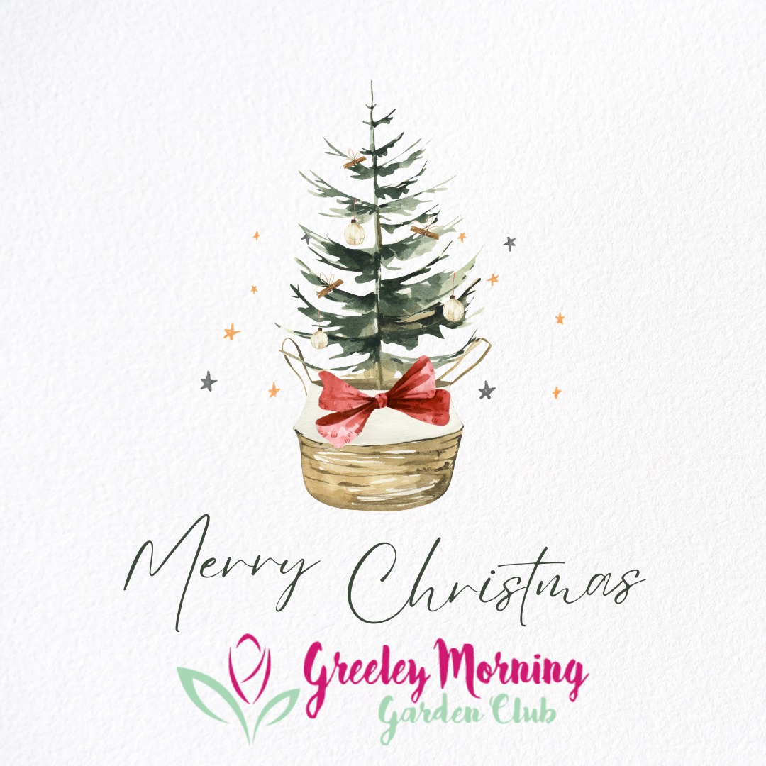 May your days be merry and bright (and may your Poinsettias actually survive until New Year's)! ๐บโ๏ธ
Merry Christmas from the Greeley Garden Club! Even though the garden is asleep under the frost, we are celebrating the beauty of the seasonโfrom the evergreen boughs to the holly berries.
Enjoy natureโs decorations today!
#GreeleyGardenClub #MerryChristmas #WinterGarden #GreeleyCO #PoinsettiaPower #NatureLovers