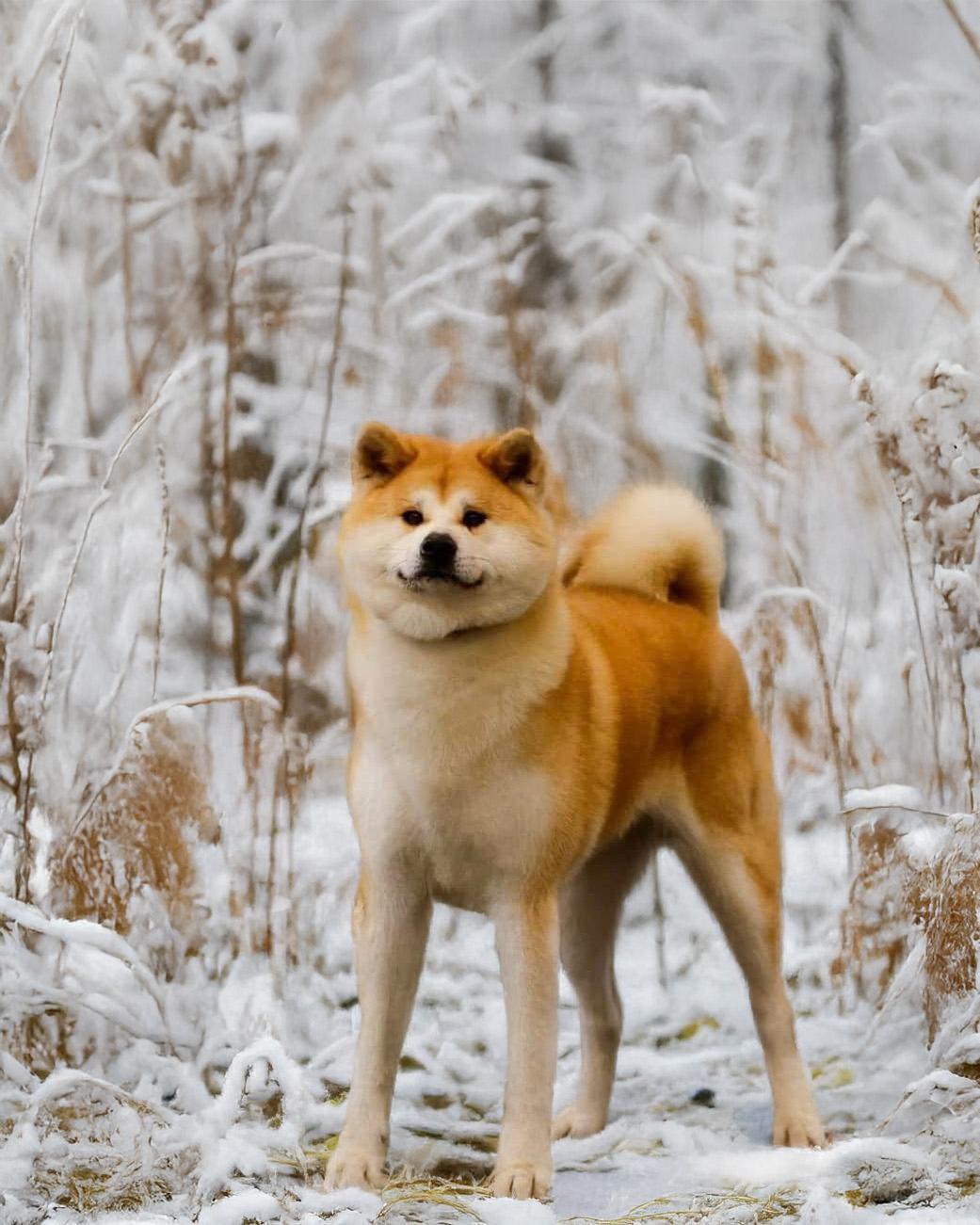 Castrer un chien n’est jamais un acte anodin.
Chez certaines races, et particulièrement chez l’Akita Inu,
la question mérite plus qu’une réponse automatique.
Hormones, maturation émotionnelle, stabilité comportementale, santé à long terme…
Tout est lié.
Avant de décider pour lui,
il est essentiel de comprendre comment il fonctionne.
J’ai pris le temps de relayer ici un article clair et nuancé,
qui invite à réfléchir, à observer,
et à sortir des décisions prises par défaut.
👉 Rendez-vous sur notre blog pour découvrir notre article sur le sujet.
Respecter l’Akita,
c’est aussi respecter son rythme biologique et émotionnel.
🐾 Akita Inu
#AkitaInu #CastrationChien #ChienPrimitif #ChoixÉclairé #RelationRespectueuse