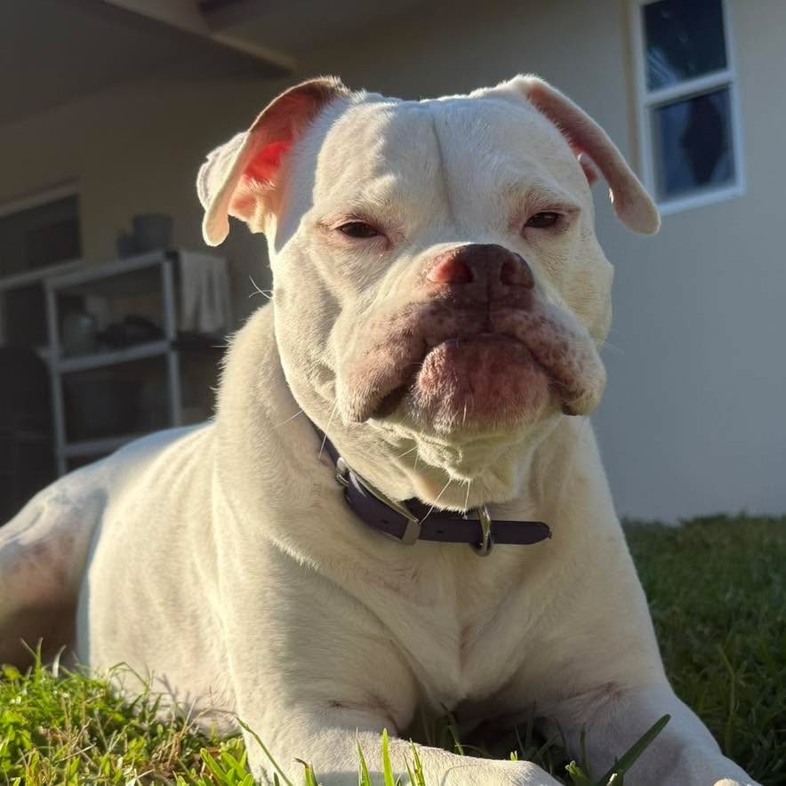 I hear a lot of dog trainers say that they “need to see the behavior in order to work on it.” There’s often times backlash against other dog trainers (myself included) who say the opposite: we don’t necessarily need to see it to work with it or resolve it.
Obviously there’s benefits to seeing what exactly is going on - sometimes the owners aren’t telling the full story. But for most things I can give the owner instructions on what to do and then depending on how that pans we out we move on from there, if I cannot or do not want to see the behavior in action.
For the trainers who say they ALWAYS need to see the behavior… what about all the dogs who clients complain that they can’t have intimate time with their partners without the dogs doing XYZ behavior? How would they handle that?
🤔🤔🤔😐😐😐
We don’t need to see everything in order to work on it. Plain and simple.
#RotNDog #RotNDogTraining #dogtrainer #dogtraining #dogbehavior #soflo #palmbeach #broward #puppies #puppytraining #gooddog #goodpuppy #obedience #aggression #fear #anxiety #behavior #training #muzzle #adopt #rescue #shelterdogs #dogswhobite