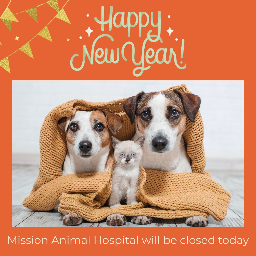 Mission Animal Hospital is closed today, January 1, 2026 in observance of New Year's Day. We will be back tomorrow to care for your pets!
Happy New Year!
#missionanimalhospital #newyear2026