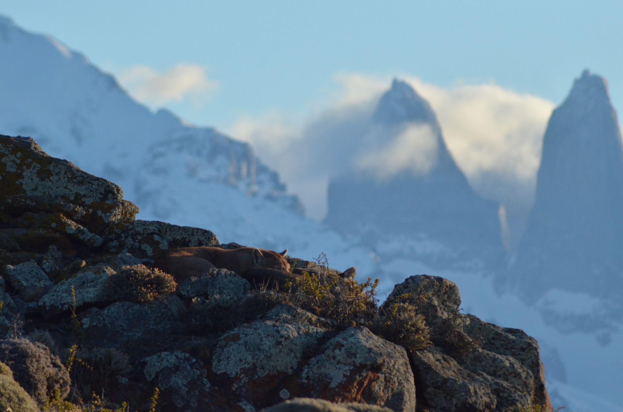 ¿Puedes ver a los pumas?
Entre rocas y sombras, su camuflaje es casi perfecto. Se mueven en silencio, se difuminan con el paisaje, dominan el arte de pasar inadvertidos.
Así es la naturaleza: llena de secretos que solo aparecen cuando estás realmente mirando 🐾🌄
-
Can you spot the pumas?
Among rocks and shadows, their camouflage is almost perfect. They move in silence, blend into the landscape, and master the art of going unnoticed.
That’s nature; full of secrets that only reveal themselves when you’re truly looking 🐾🌄
📸: @rulos.nomades
#PumaPatagonico #WildPatagonia #CamouflageMasters #PatagoniaWildlife #FundacionCerroGuido