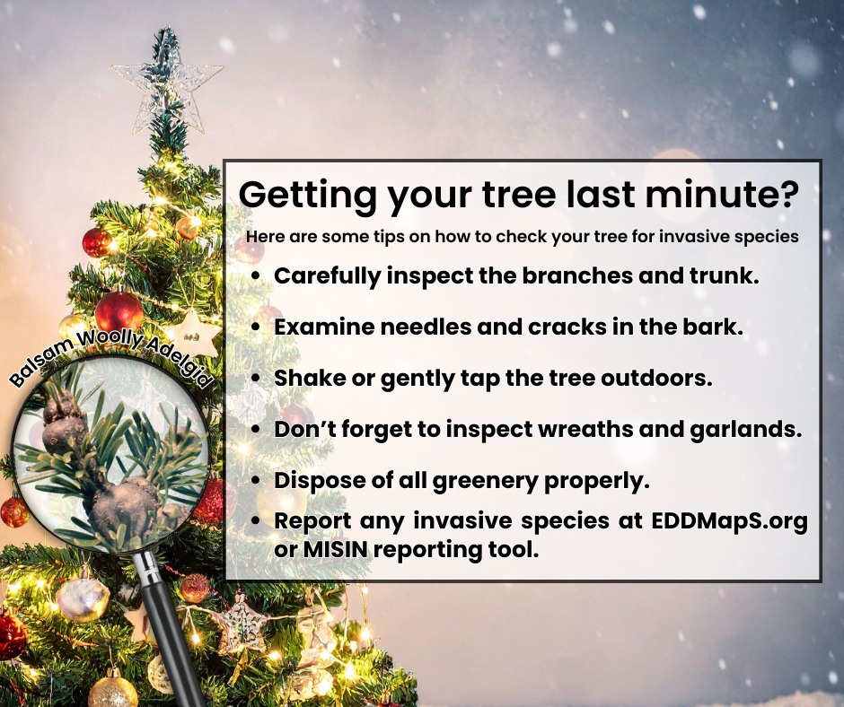 If you are getting your tree last-minute, here are some tips to help you choose one that is pest-free! Or tips for next year, if you already have yours!