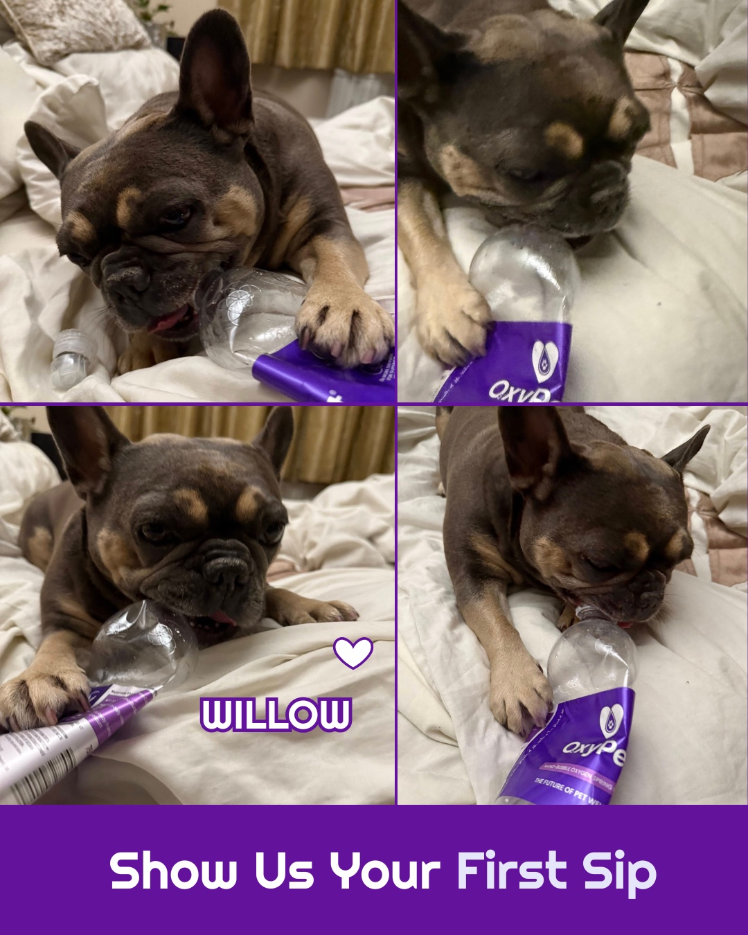 Meet Willow, today’s star of our OxyPet Community series and the self-proclaimed CEO of Bottle Recycling 😂
She loves her daily oxygen water…
She loves the new packaging…
And she really loves reminding every bottle who’s boss before scattering them artistically across the house.
(Always supervised, of course 💕)
Got a photo of your pup with their new OxyPet bottle?
Share it with us, we’d love to feature them next!
#OxyPetCommunity #FrenchieLove #PetWellness #HealthyDogs #DogParents #OxyPetProtocol