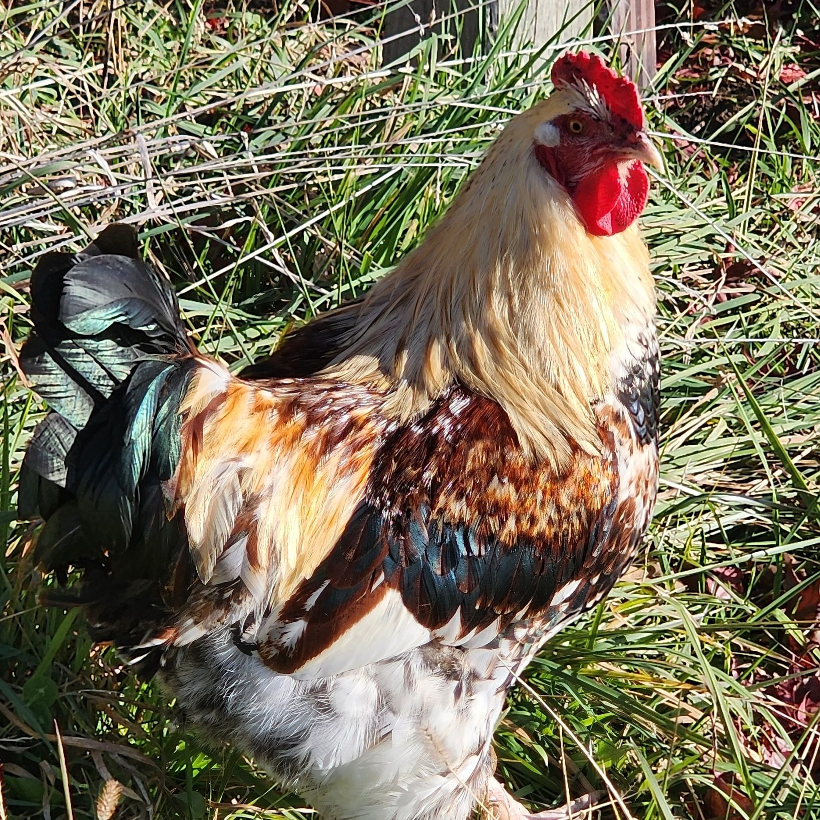 Meet our newest farm “volunteer”! 🐓
This handsome rooster wandered over from our neighbor’s place… and decided he likes life at The Shire Farm a little too much. 😆
With our neighbor’s blessing, he’s officially joined the flock!
Welcome to the family, Harold! 💛
#FarmLife #RoosterLife #BackyardFlock #CountryLiving #FarmAnimals #LifeOnTheFarm #BarnyardCrew #TheShireFarm