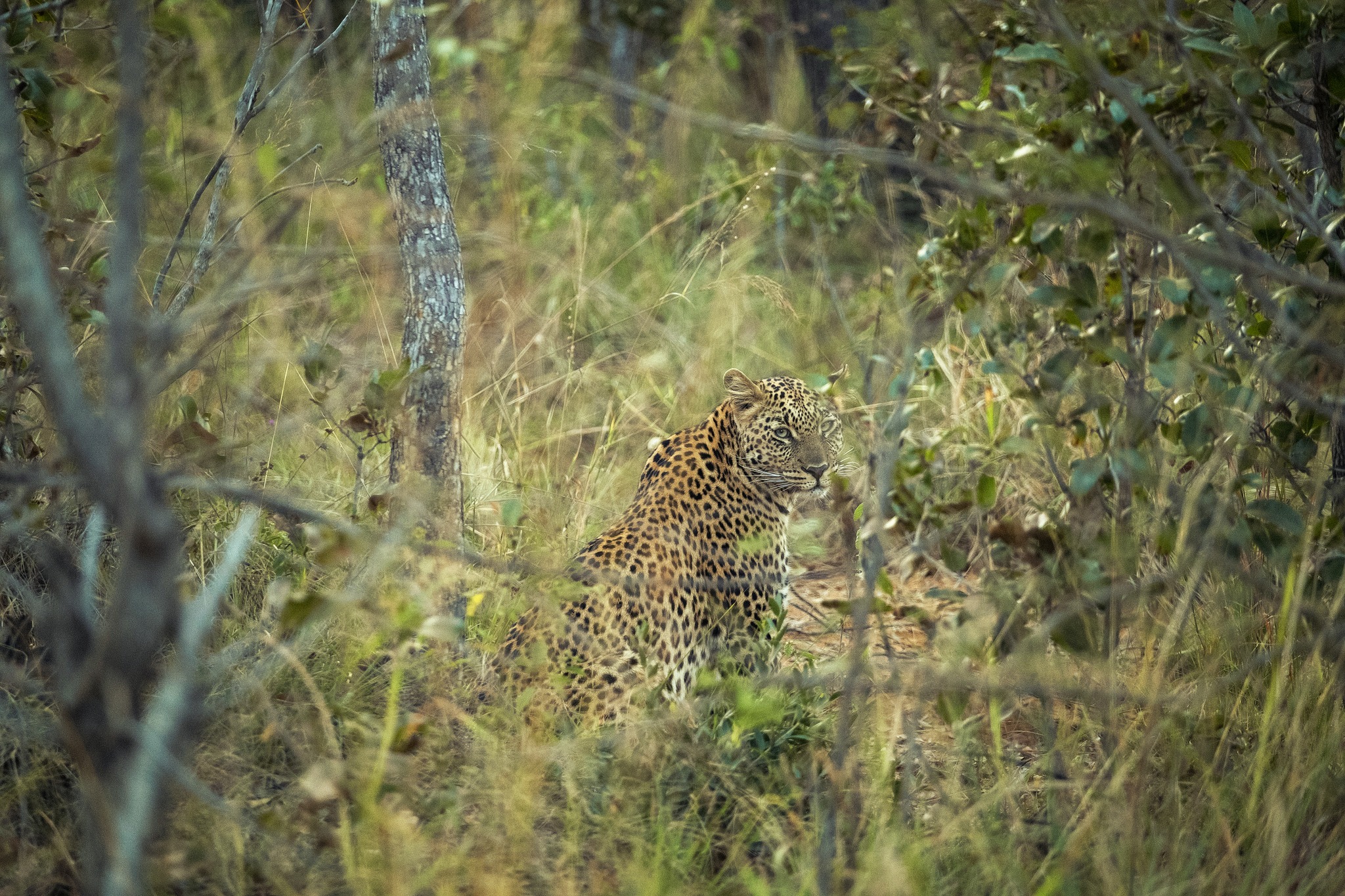 Still. Watchful. Wild.
Moments like these are why the bush never stops surprising us.
#57Waterberg #Leopard #Safari