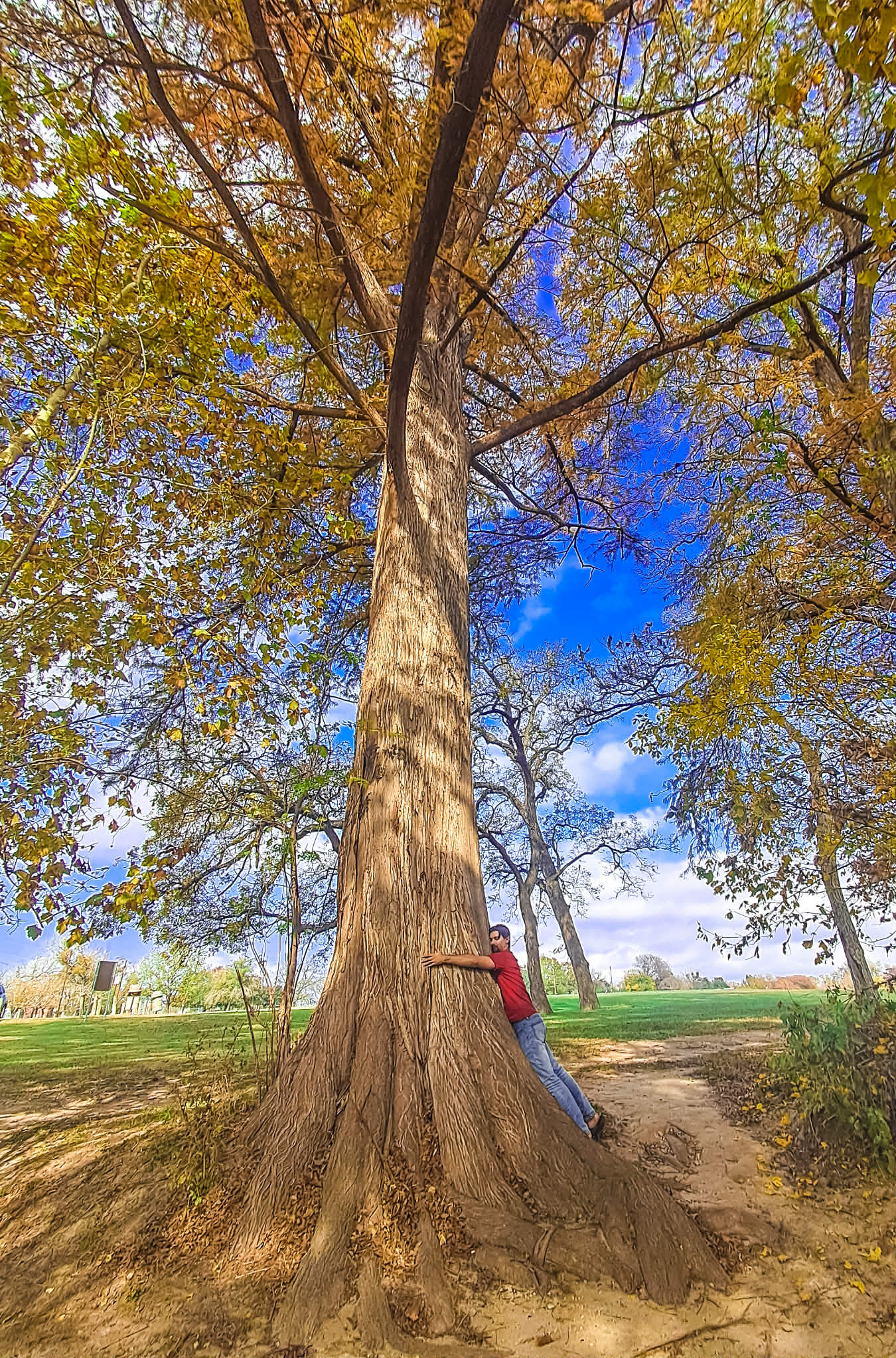 At Cypress Bend Park, my husband tried to hug one of the bald cypress trees. He laughed, because even with his arms stretched wide, he couldn’t come close. They are massive — not just tall, but old in a way you can feel in your body. Their trunks rise like pillars, thick and steady, as if they’ve been standing guard long before any of us arrived and will continue long after we leave.
But what surprised me most wasn’t their size. It was their gentleness.
These trees feel like old sentinels — ancient watchers over the water, the land, the people passing through. And yet there is nothing harsh or imposing about them. Their presence is soft. Kind. Peaceful. Standing near them, it felt as though the world quieted on its own, without effort. Like being held without being touched.
I pressed my face to the bark, half-joking at first, and then something real happened. My thoughts slowed. The tightness I hadn’t realized I was carrying eased. It felt as if the tree itself was breathing with me, reminding my body how to rest. The spirit of the cypress feels deeply conscious — not loud, not demanding — just present, aware, and endlessly patient.
Cypress has long been associated with dignified grief — sorrow that is witnessed, honored, and held without overwhelming the living. A guardian through transition. A bridge between earth and spirit. This is why cypress energy feels so calming and safe. It understands loss deeply, but does not dramatize it.
Some trees are scenery.
These are guardians. 🌲
#BaldCypress #CypressTree #TreeSpirit #SacredTrees #NatureAsMedicine #TreeMedicine #NatureHealing #EarthWisdom #AncestralLand #LandSpirits #QuietHealing #SacredNature #Rooted #DeepRoots #SpiritualJourney #OldGrowth #NatureConnection