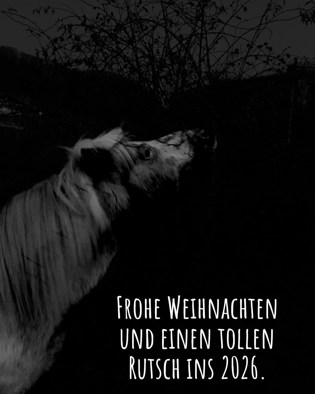 Ich wünsche allen von Herzen erholsame Festtage, zusammen mit euren liebsten 2- und 4-Beinern