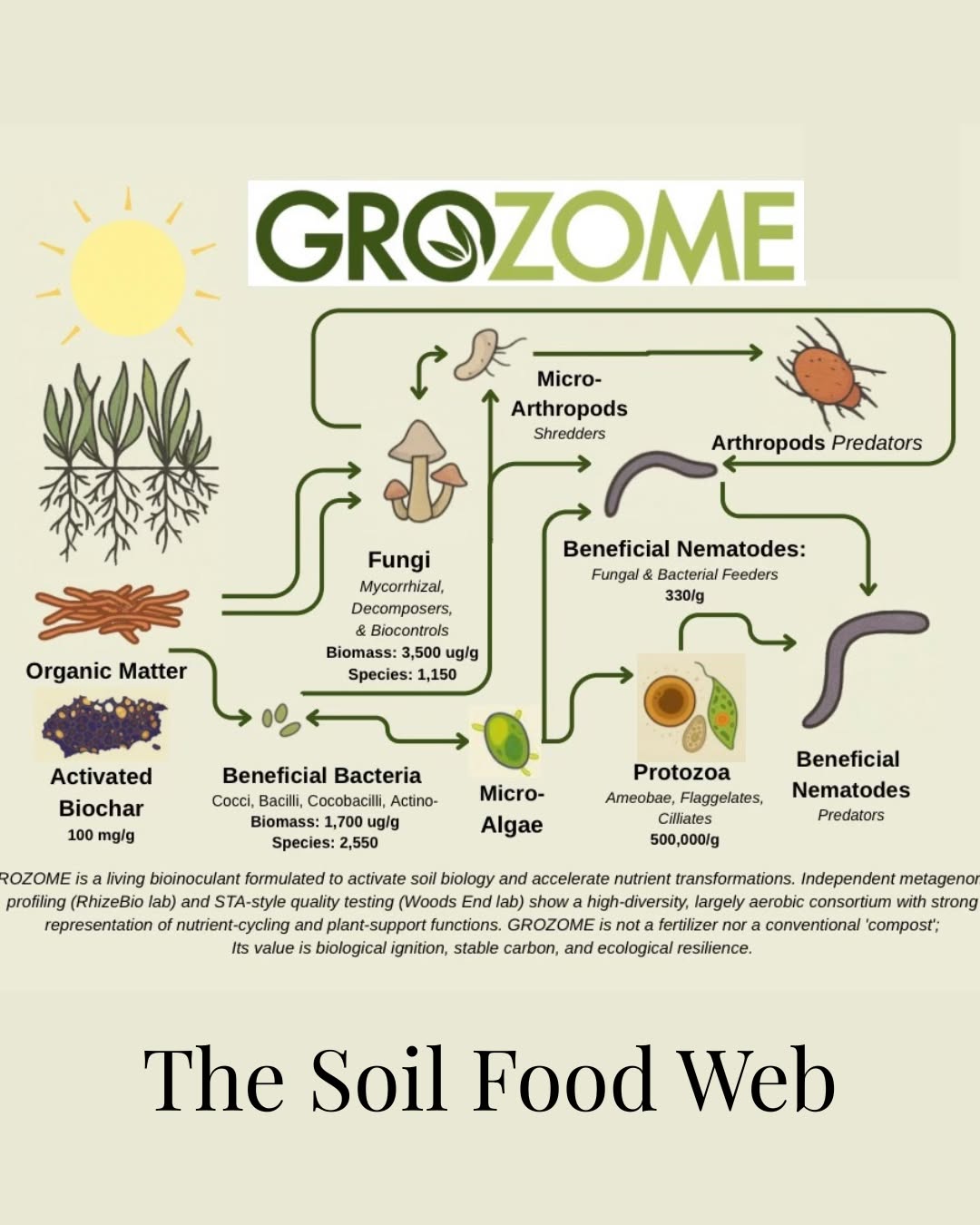 The soil food web is how nutrients actually move in the soil.
Microbes break down organic matter, predators keep populations balanced, and plants receive nutrients right when they need them.
When the web is healthy, soil works smarter and not harder.
#SoilFoodWeb
#SoilHealth
#SoilBiology
#livingsoil
#organicgardening