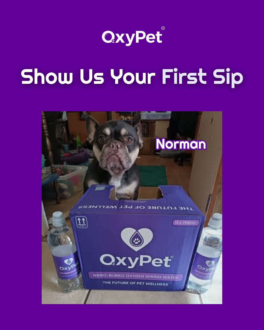 Christmas Eve check-in: Norman has officially taken charge of gift security 😂
Forget toys and treats, this boy is waiting up for Santa Paws with a full case of OxyPet and zero intention of sharing.
A true festive icon.
Wishing you and your pups the happiest, healthiest Christmas Eve 💜
#OxyPetCommunity #DogChristmas #OxyPetProtocol #HealthyDogs #FrenchieLove