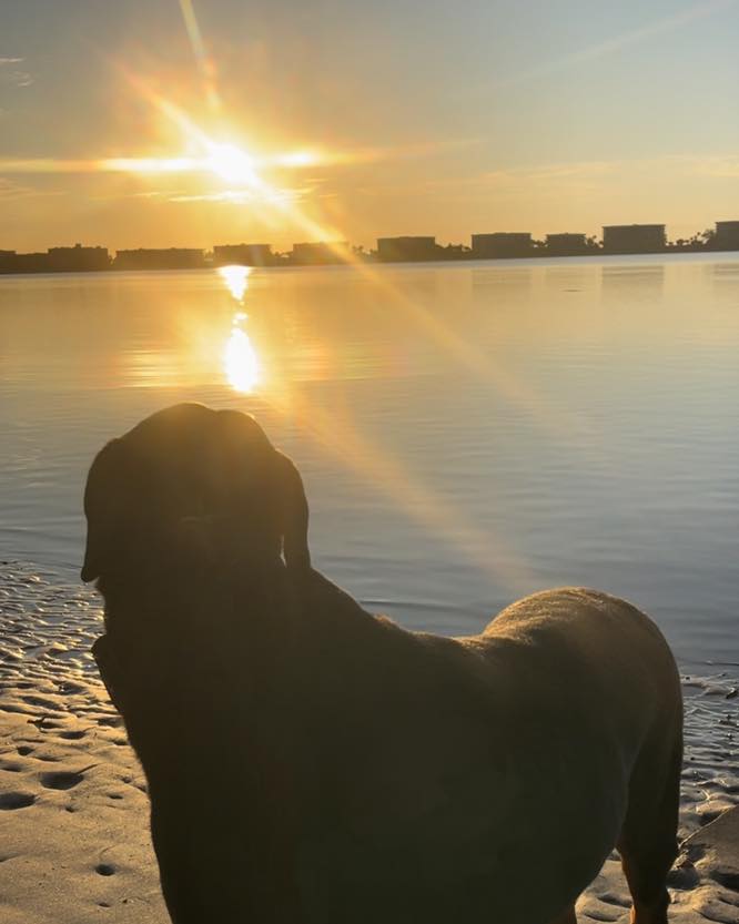 Happy Winter Solstice! Given it’s the shortest day of the year, it’s a perfect time to be grateful for the sunlight.
🌞 🐕
#RotNDog #RotNDogTraining #dogtrainer #dogtraining #dogbehavior #soflo #palmbeach #broward #puppies #puppytraining #gooddog #goodpuppy #obedience #aggression #fear #anxiety #behavior #training #muzzle #adopt #rescue #shelterdogs #dogswhobite