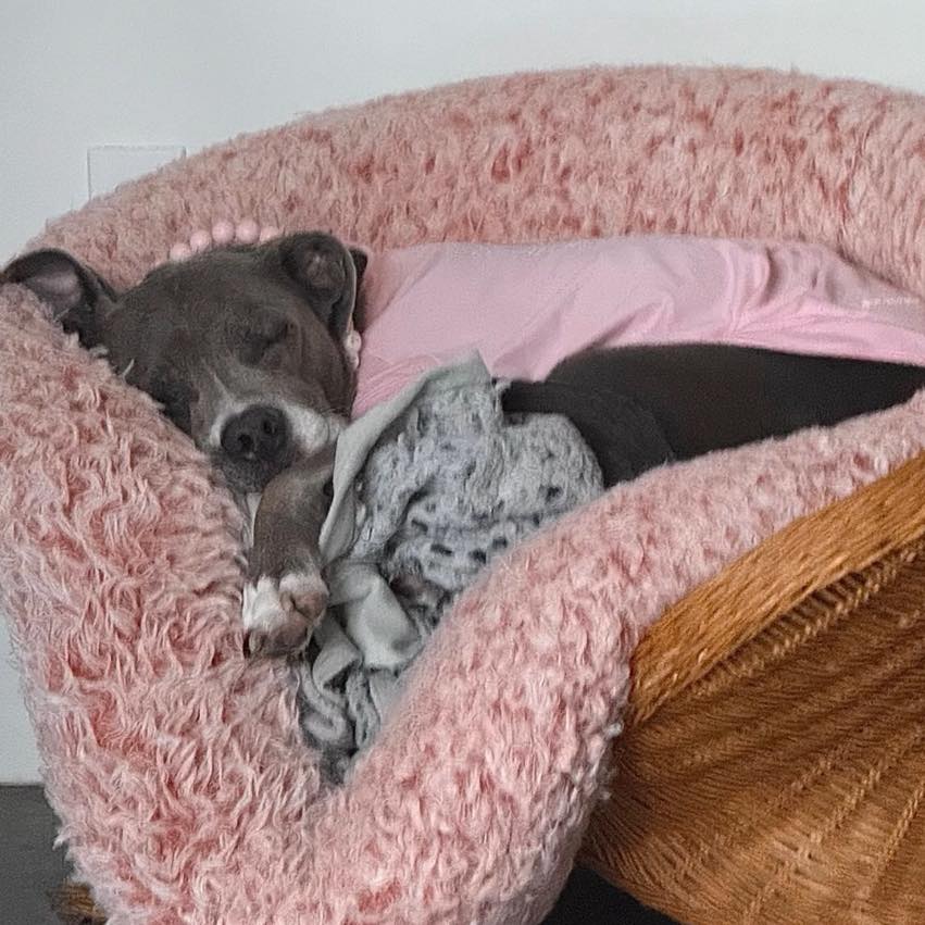 While I sometimes suggest that certain dogs in certain situations should not be allowed on the couch or bed, that doesn’t mean that they can’t be comfortable in their own space and with their own bed!
My friend’s dog has quite the set up that’s all her own!
#RotNDog #RotNDogTraining #dogtrainer #dogtraining #dogbehavior #soflo #palmbeach #broward #puppies #puppytraining #gooddog #goodpuppy #obedience #aggression #fear #anxiety #behavior #training #muzzle #adopt #rescue #shelterdogs #dogswhobite