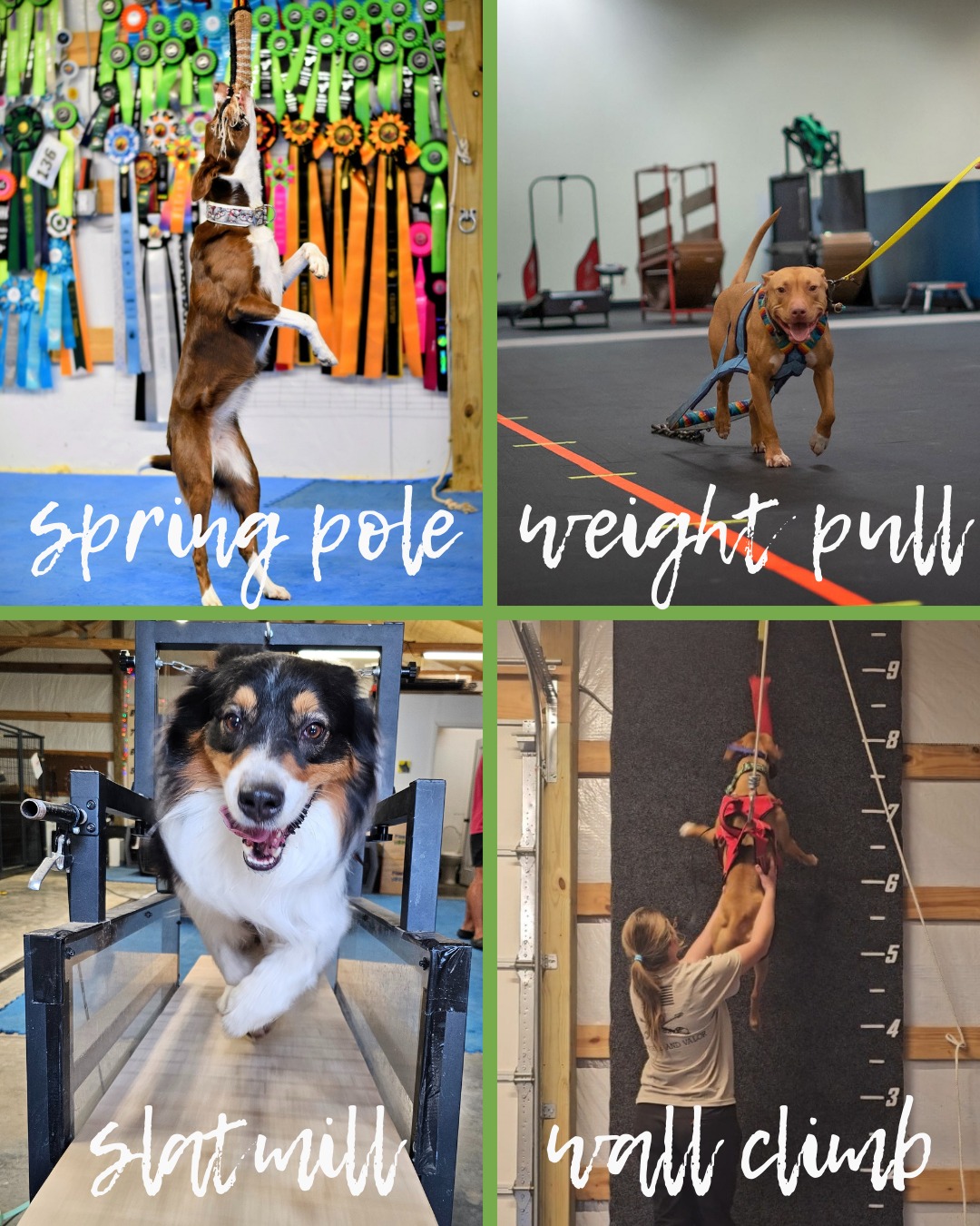 Spontaneous last minute TRY-IT!🎄
📅 December 23
⏰ 2:00 PM
📍 Gallatin, TN
💲 $40 per dog
Come do a try-it session with your dog(s)!
Each dog gets two working spots, allowing them to try 2 of the 4 sports.
Sports offered:
Slatmill
Spring Pole
Weight Pull
Wall Climb
Great for dogs new to sport work or handlers wanting to explore different activities in a safe, introductory setting. Your dog being able to play tug in new environments is incredibly important for these sports.
DM us for any questions!