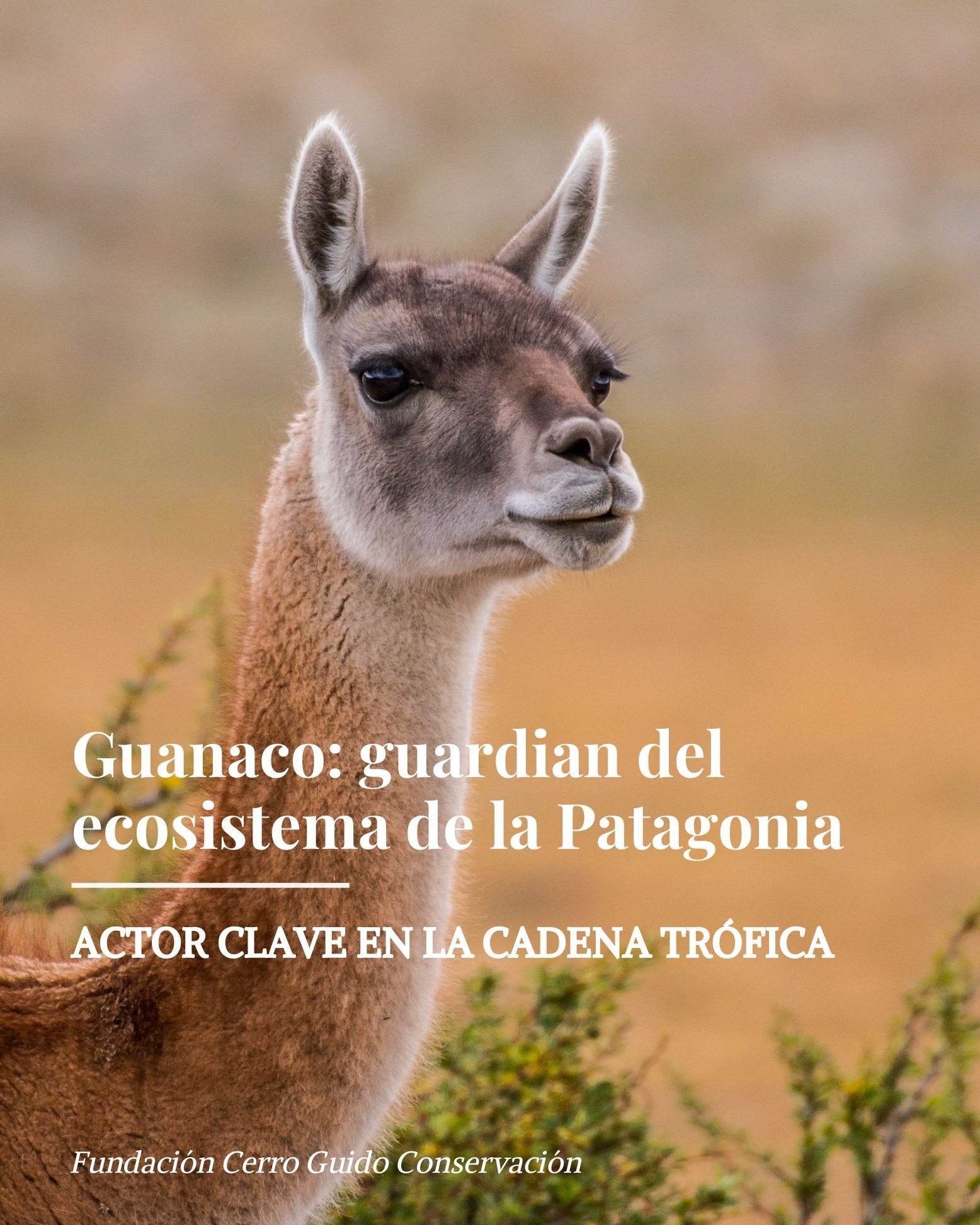 El guanaco (Lama guanicoe) es uno de los grandes emblemas de la estepa patagónica. Con su pelaje café rojizo, su andar elegante y su increíble capacidad de adaptación, habita desde zonas costeras hasta la alta cordillera, incluso sobre los 4.000 msnm.
Vive en grupos familiares o tropas de machos jóvenes, y cumple un rol clave en el equilibrio del ecosistema como herbívoro nativo 🌿
Protegerlo es también proteger la salud de los paisajes que cuidamos.
-
The guanaco (Lama guanicoe) is one of the great icons of the Patagonian steppe. With its reddish-brown coat, elegant movement, and remarkable adaptability, it inhabits landscapes ranging from coastal areas to the high Andes — even above 4,000 meters.
Guanacos live in family groups or bands of young males, and they play a vital role in maintaining ecosystem balance as native herbivores 🌿
Protecting them means protecting the health of the landscapes we work to conserve.
📸: @beatrizschneiders @piavergarafotografia
#CerroGuido #Guanaco #Patagonia #FaunaSilvestre #Conservación #VidaSilvestre #Naturaleza #FundacionCerroGuidoConservacion