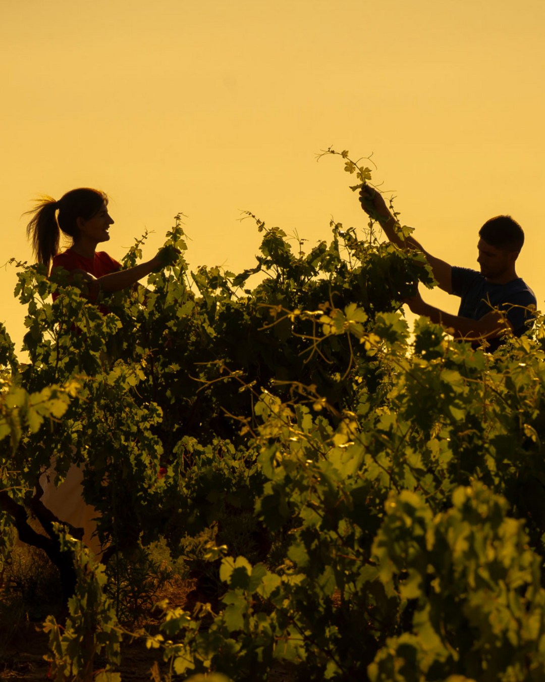 En Tierra apostamos por proyectos con alma, territorio y autenticidad, y por eso nos ilusiona presentar Dominio de Greda, un proyecto que nace de la pasión y la experiencia de una vida dedicada a la enología en la Ribera del Duero. Trabaja en zonas donde la greda (suelos arcillosos con alto contenido en caliza y yesos) es la gran protagonista. Estos suelos aportan a los vinos tensión, frescura natural y una marcada identidad mineral.
Sus viñedos, trabajados manualmente y con rendimientos muy bajos, producen uvas únicas que dan lugar a vinos llenos de identidad, historia y carácter. Sin embargo, la despoblación rural, la mecanización y la falta de rentabilidad amenazan la supervivencia de estas viñas. Dominio de Greda quiere ser la voz de los viticultores que, contra toda lógica económica, siguen cuidándolas con amor y compromiso, formando lo que ellos llaman su particular “club de los insensatos”.
En bodega, la filosofía es clara: intervenir lo justo. Fermentaciones cuidadas, respeto por la materia prima y crianzas pensadas para acompañar al vino, no para enmascararlo.
🍇 Ya disponibles en vinoteca, distribuidora y nuestra página web para quienes buscan vinos con identidad, historia y emoción. ¡No te pierdas las novedades!
📸 Bodega Dominio de Greda