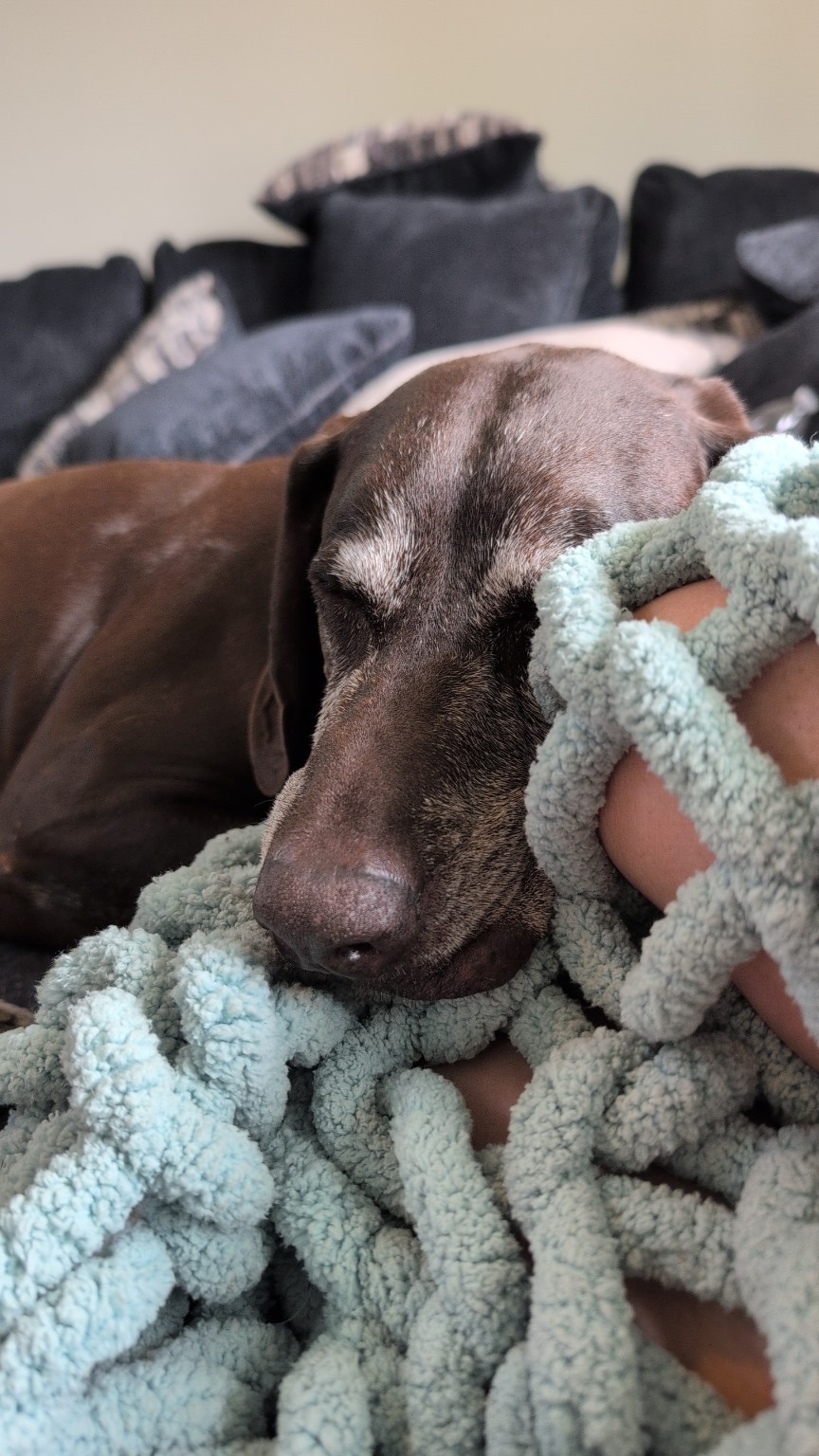 This stretch between the holidays ending and routines returning is always a little strange.
The noise has mostly faded, but things aren’t fully settled yet. Schedules are looser. Energy is uneven. Everyone’s a little more tired than they realize.
I notice it in people, and I notice it in dogs. More pacing. Less patience. Routines slipping just enough to matter.
None of it feels dramatic in the moment. It’s subtle. Easy to brush off.
Not problems. Just patterns.